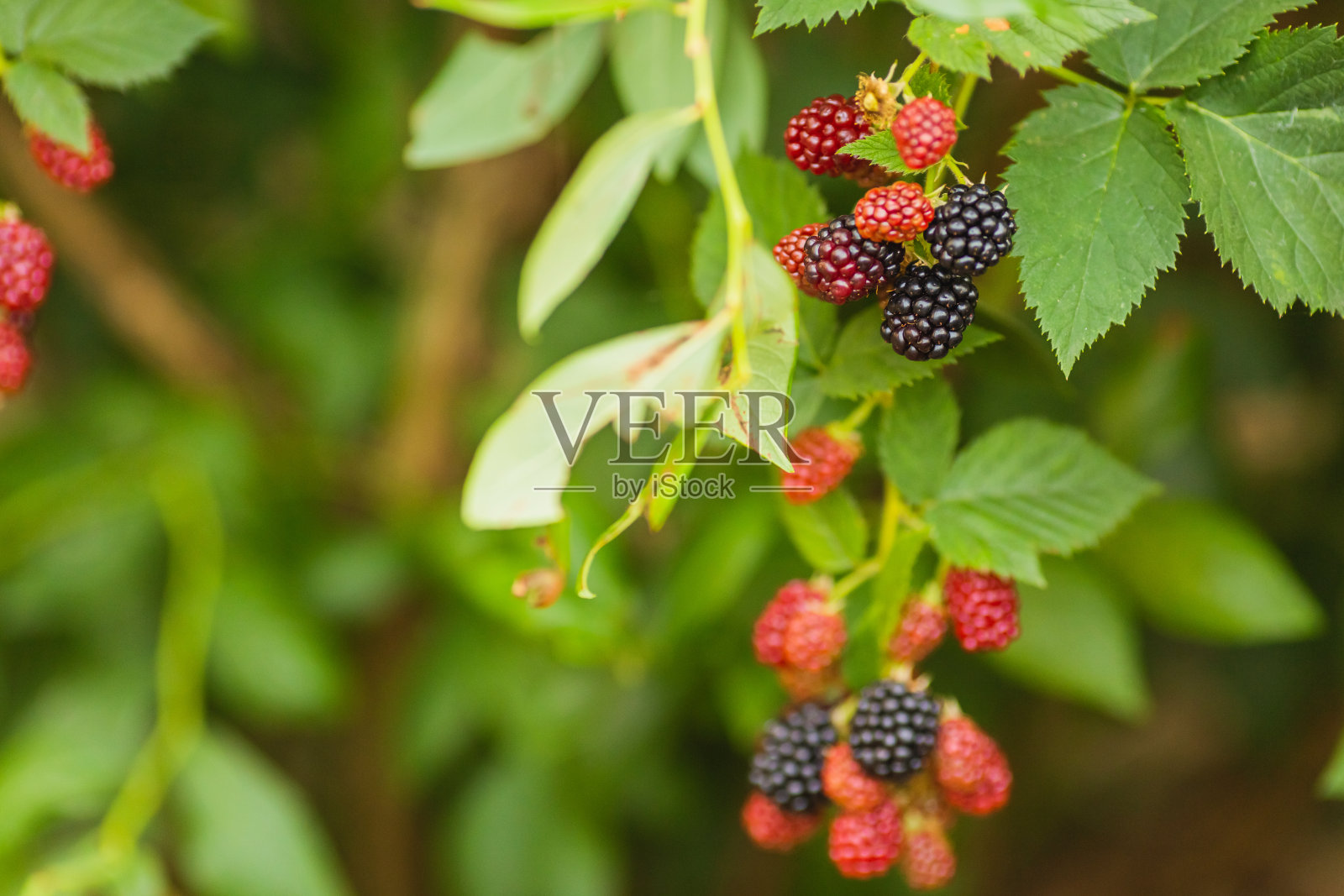 灌木上成熟的黑莓。绿色的树叶。农场。园艺。夏天照片摄影图片