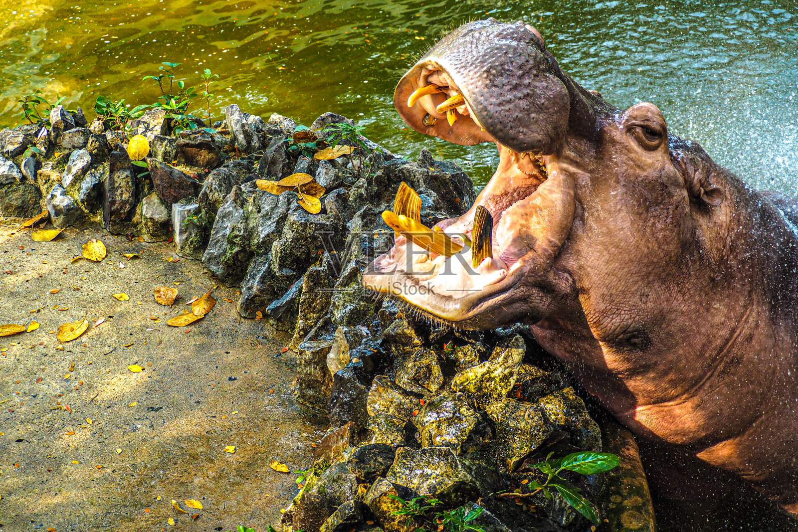 河马张开嘴照片摄影图片