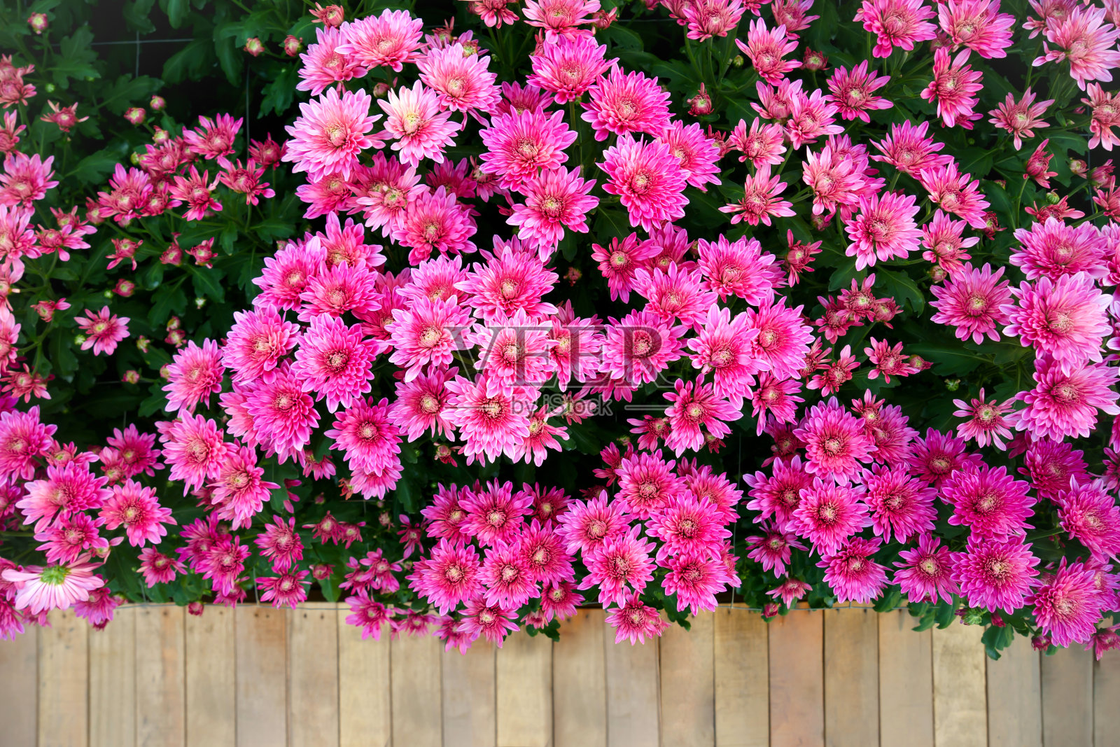 菊花花坛和木栈道。照片摄影图片