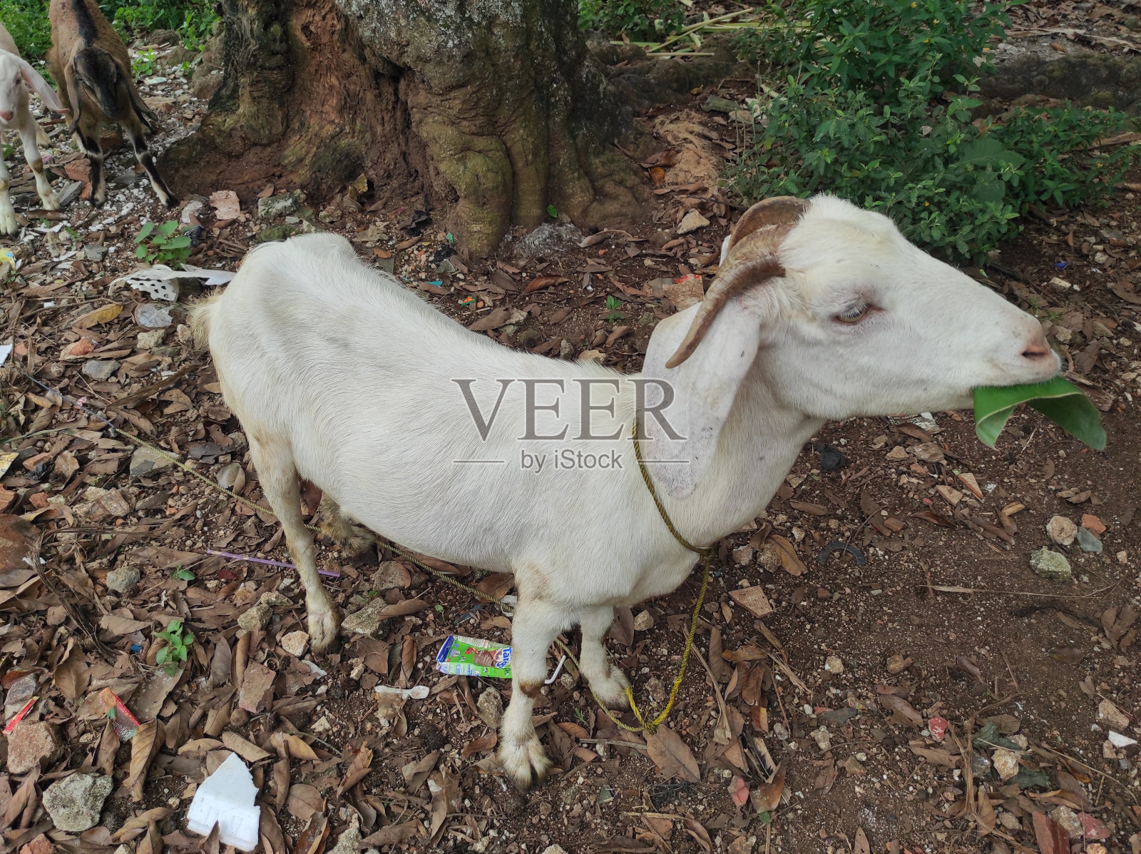 山羊照片摄影图片