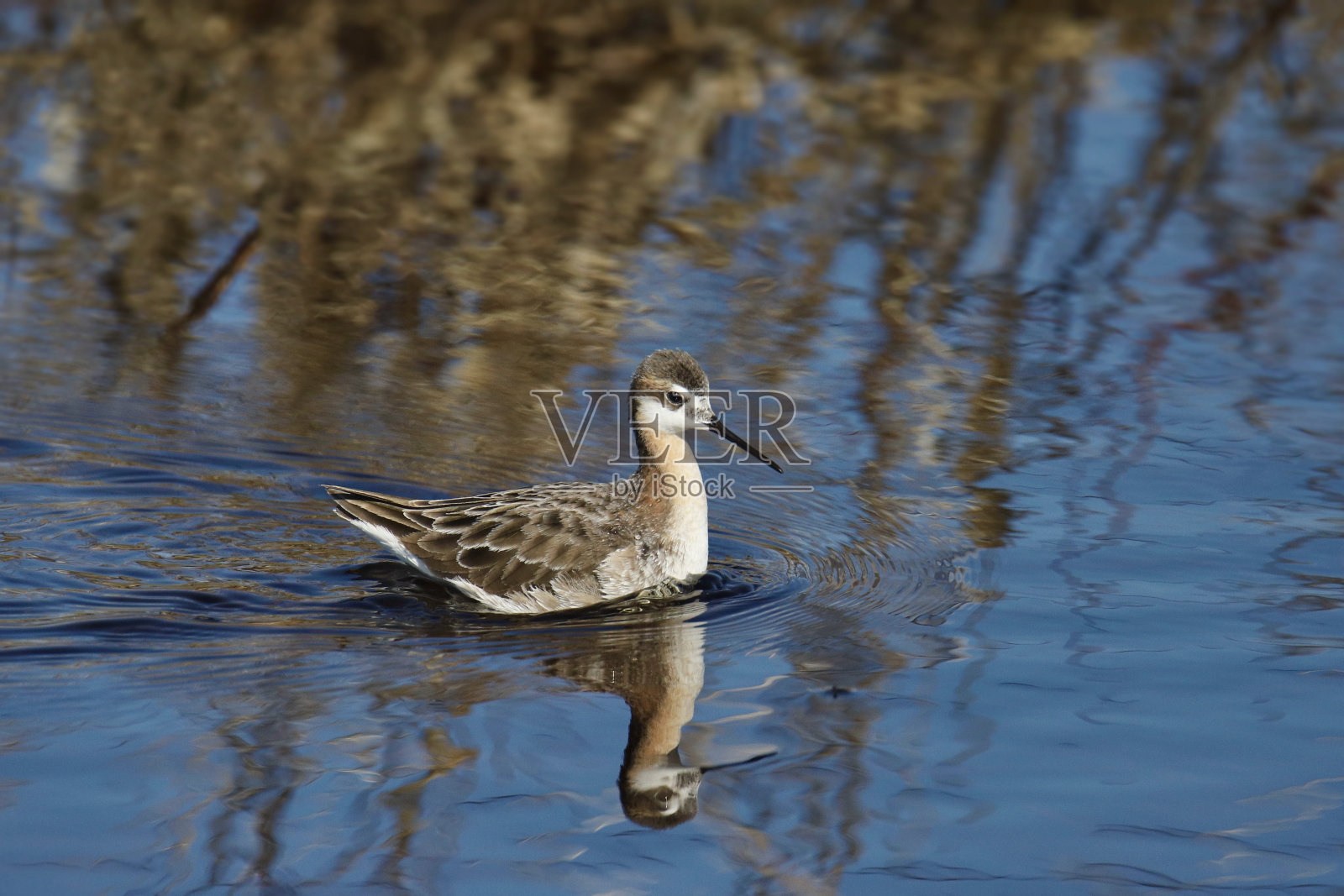 威尔逊phalaropus(雄性)(三色phalaropus)在湿地游泳照片摄影图片