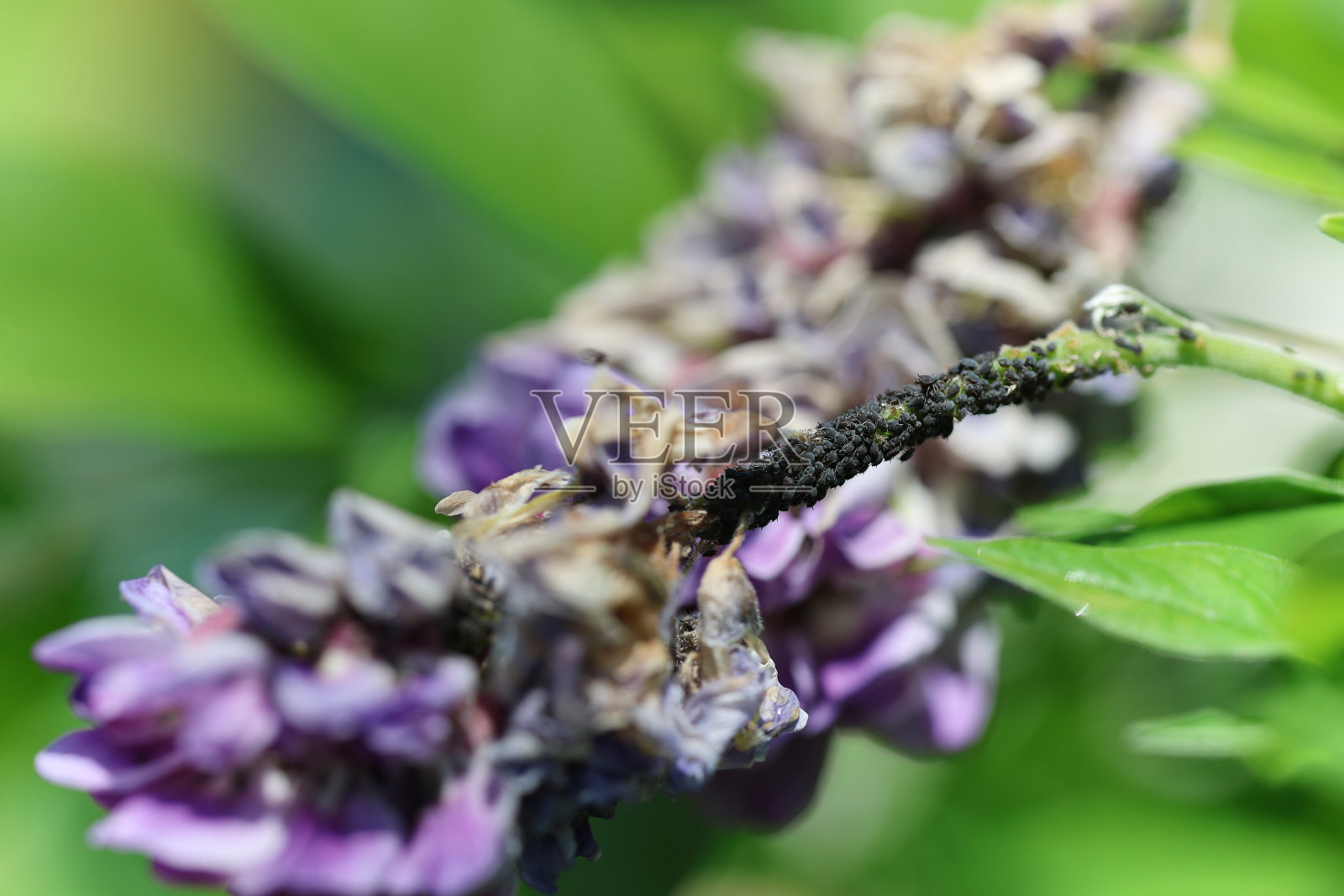 美丽的紫藤花上爬满了吸血的黑蝇和蚜虫，正在喷洒农药以控制危害照片摄影图片