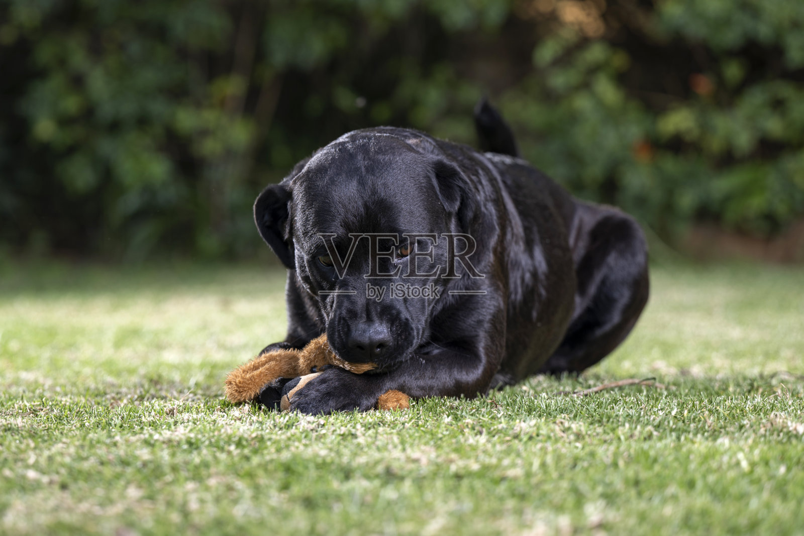 非血统美丽可爱的杂交狗宠物，表明狗是真正的人类最好的朋友。照片摄影图片