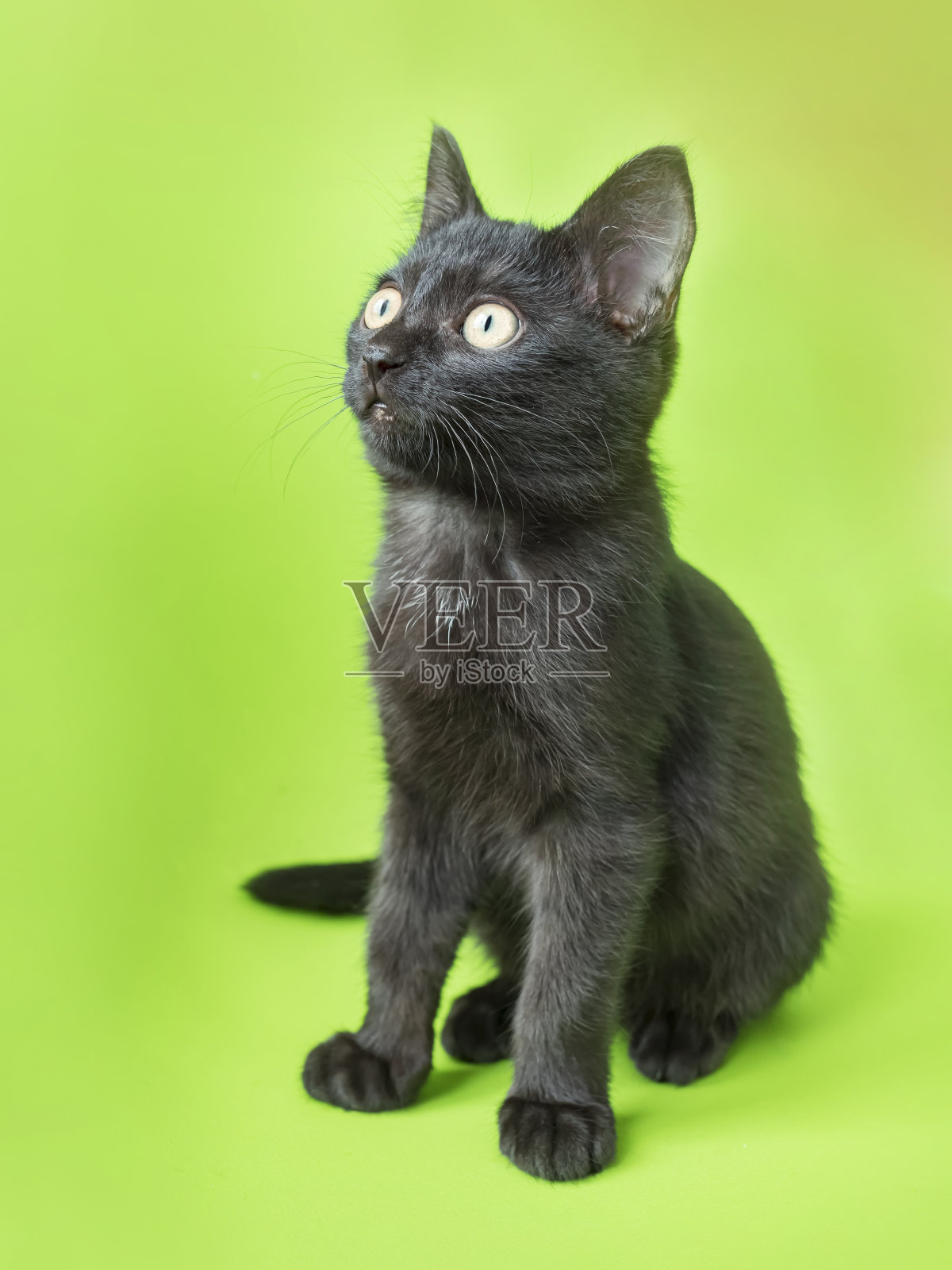两个月大的黑色小猫，绿色背景。特写镜头。照片摄影图片