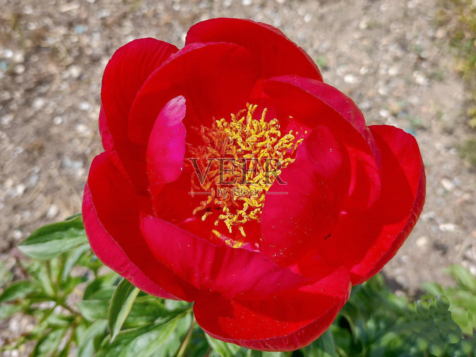 罗马尼亚的牡丹花。芍药属peregrina照片摄影图片