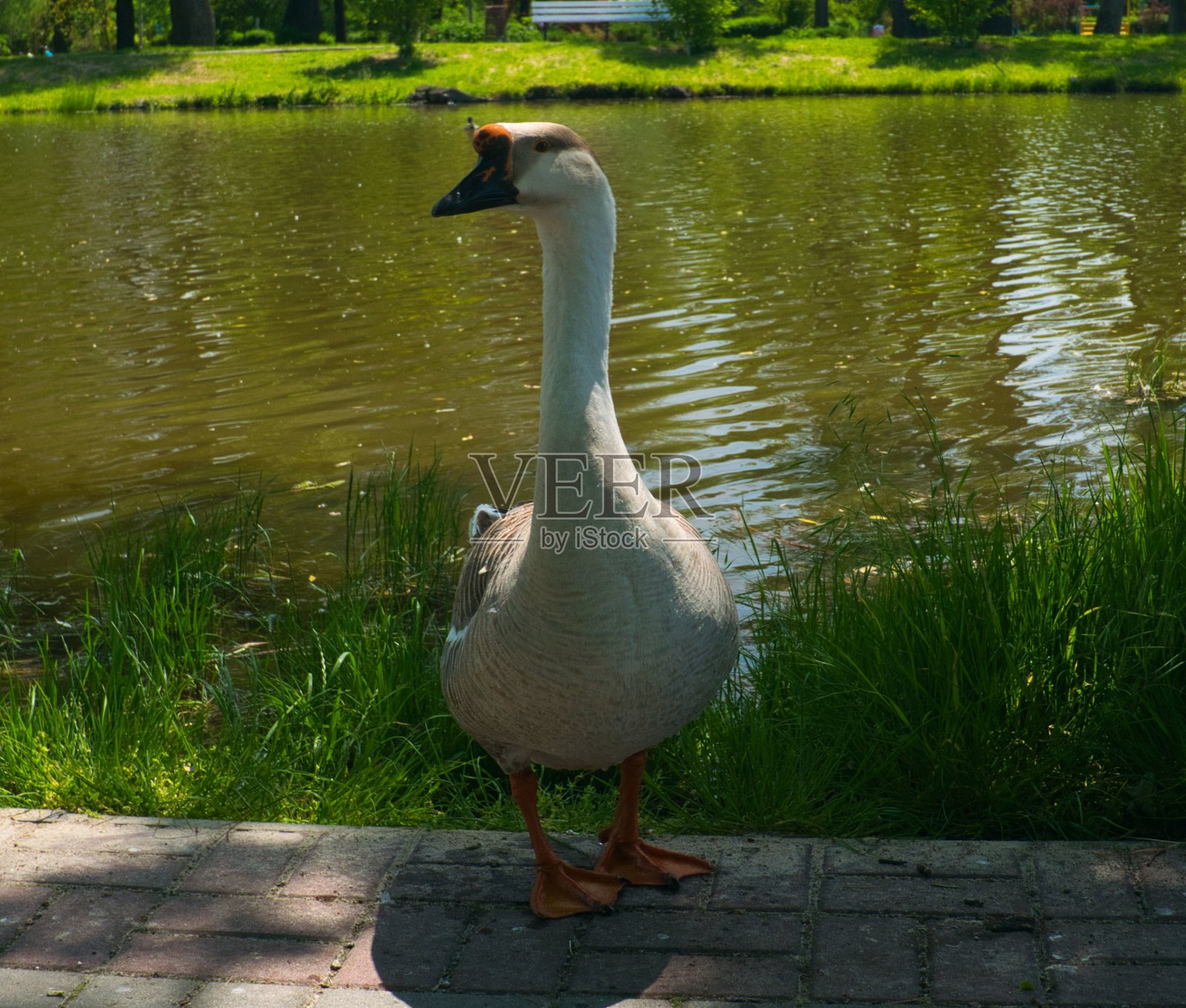 鹅站在公园的湖边照片摄影图片