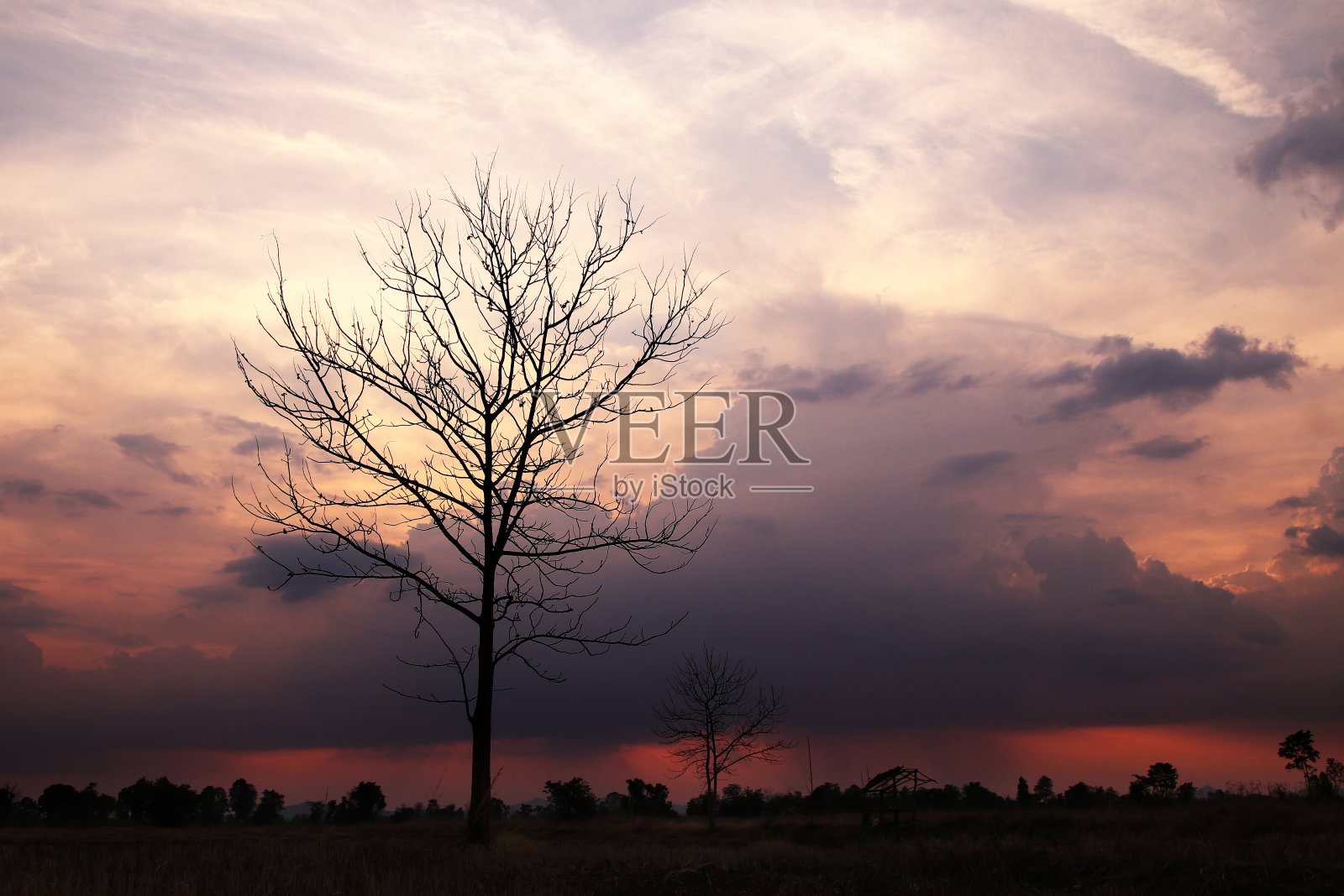 雨前光秃秃的树带着美丽的晚霞。照片摄影图片
