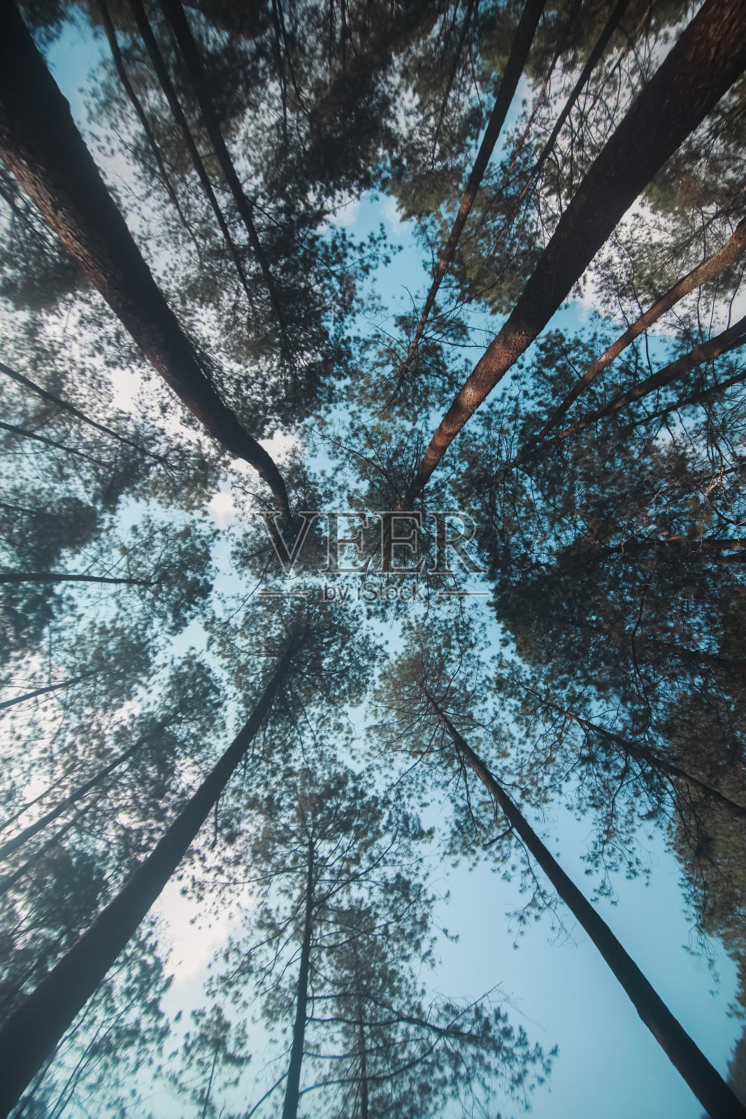 松林照片摄影图片