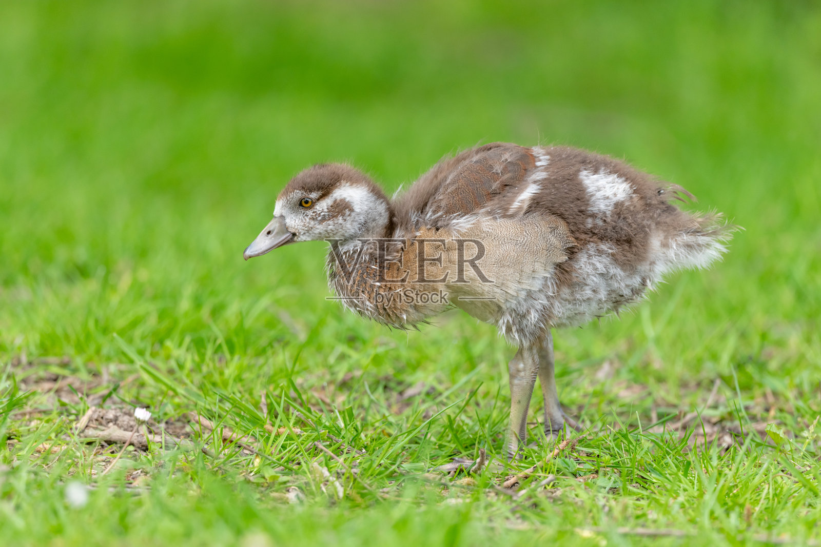 在河边的埃及鹅雏(埃及鹅)。照片摄影图片