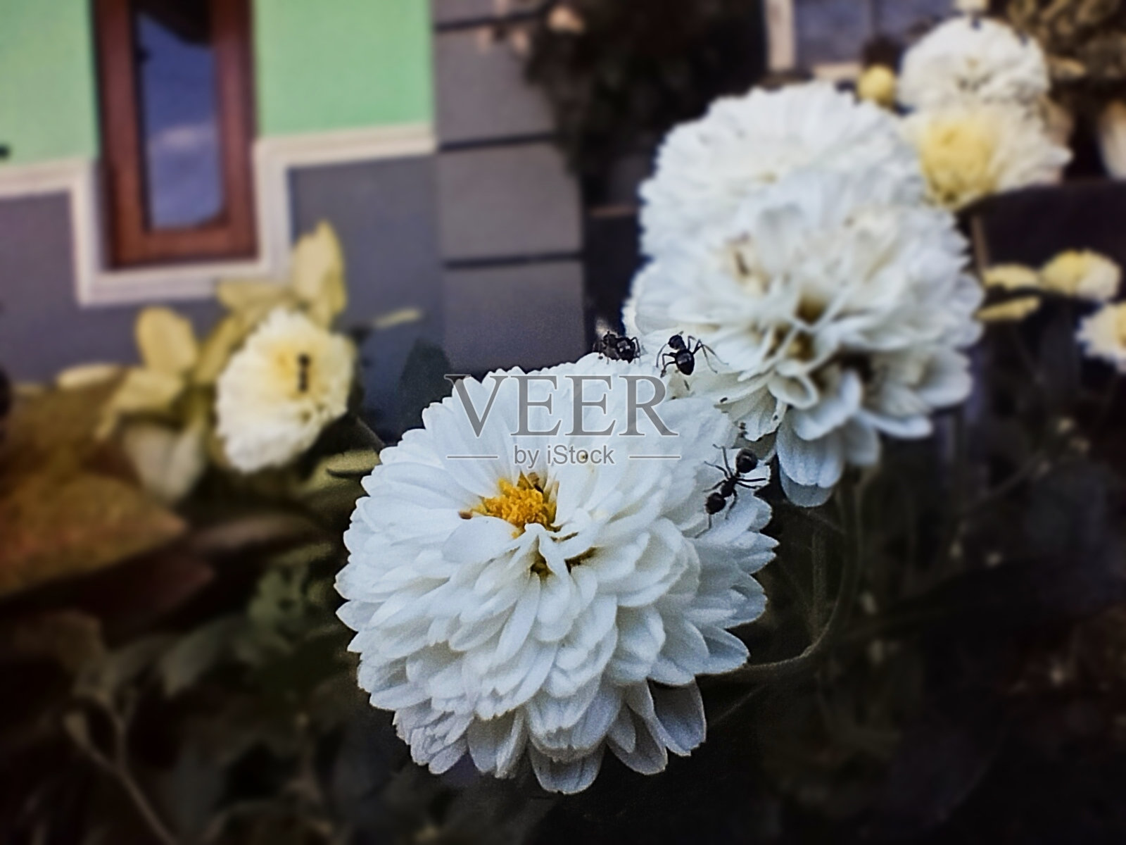 菊花照片摄影图片