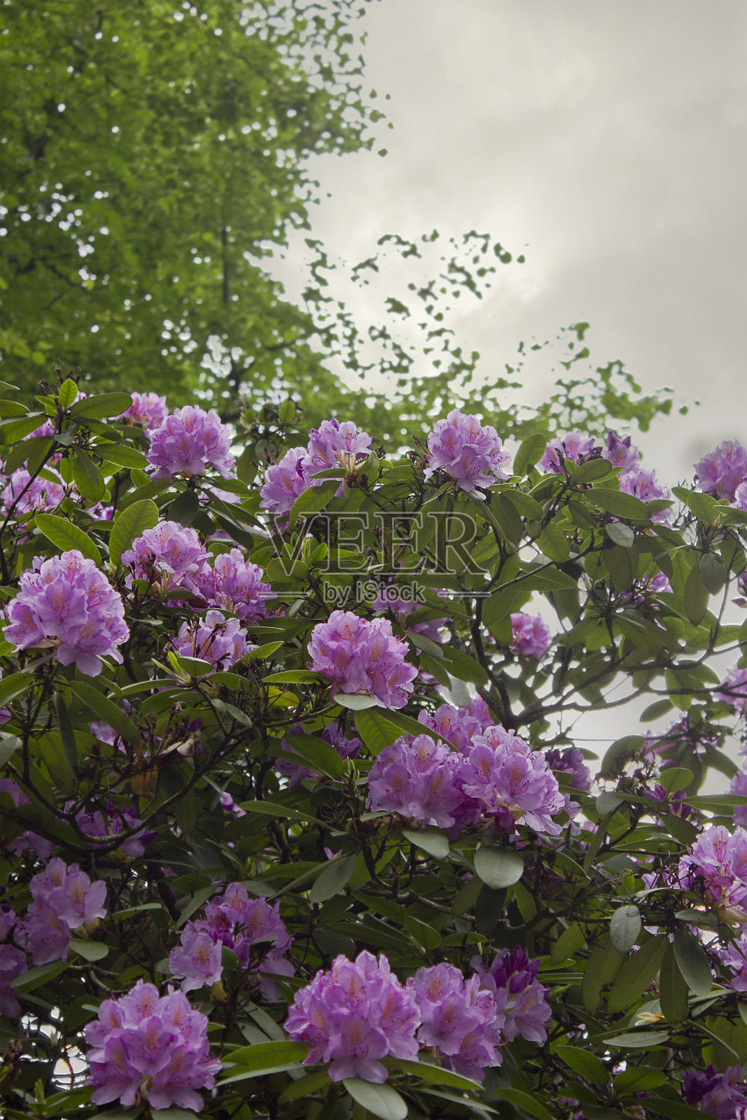粉红色杜鹃花花丛照片摄影图片