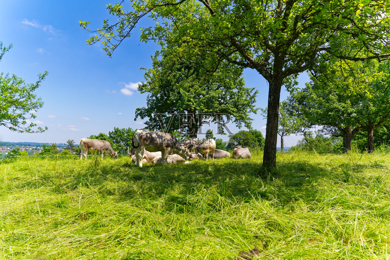 瑞士小镇上的小牛群和苹果树的美景。照片摄影图片