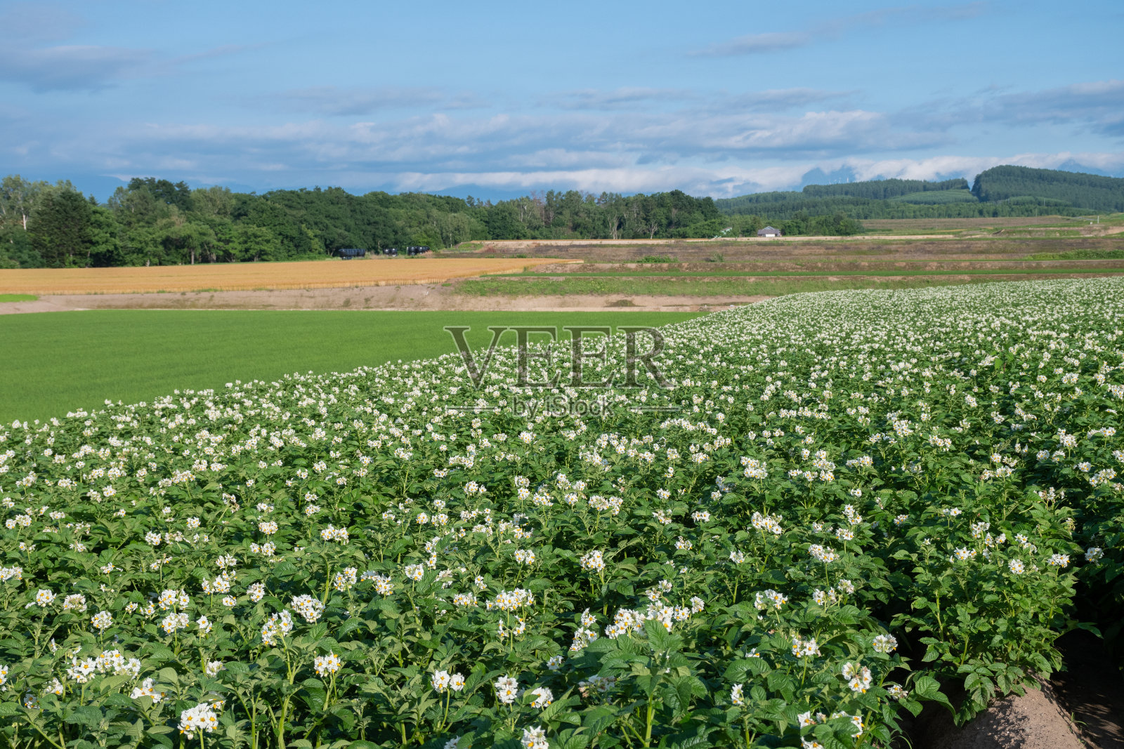 夏季田间，马铃薯花盛开照片摄影图片