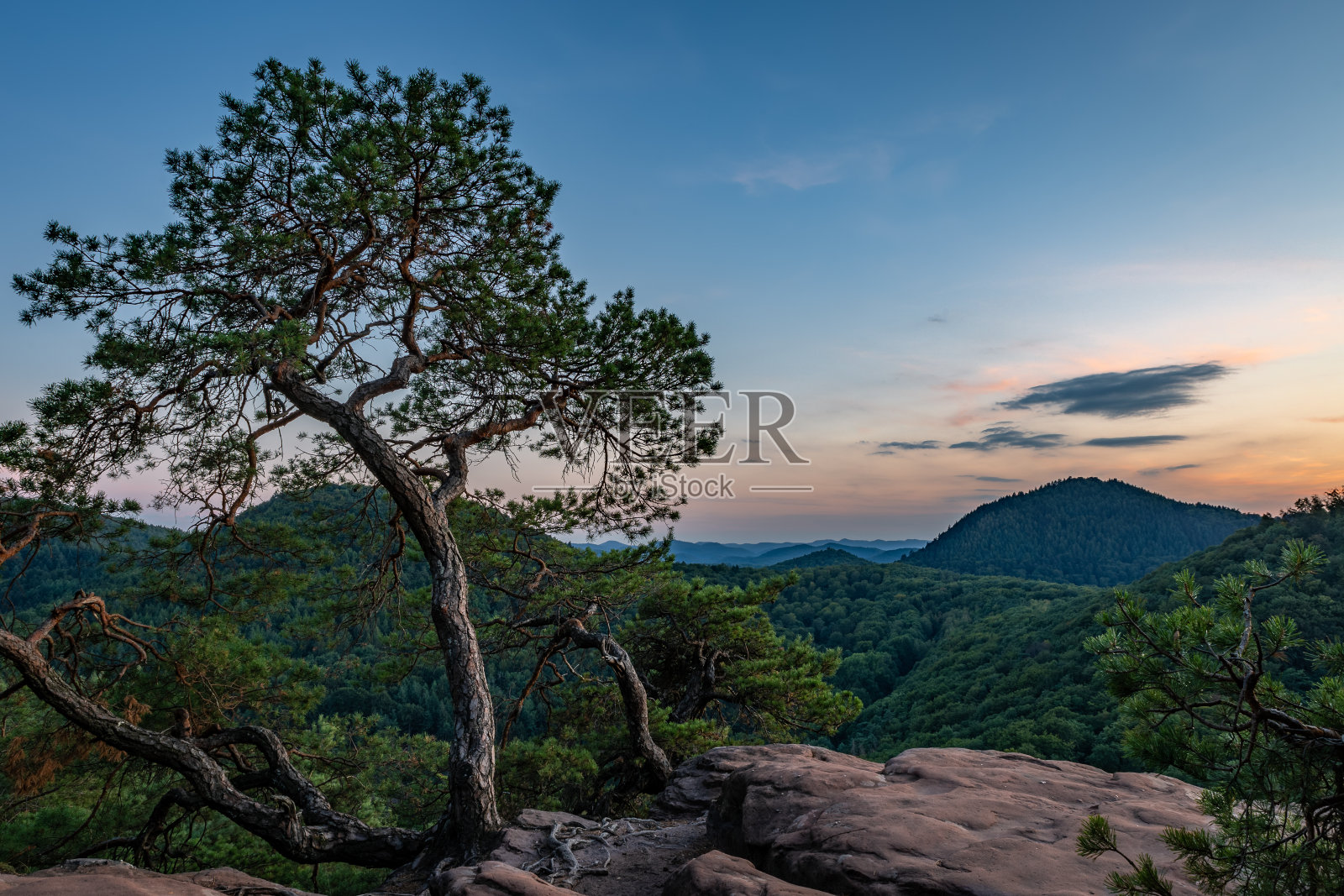 松树生长在岩石Slevogtfelsen与日落后的普法尔茨森林，莱茵兰-普法尔茨，德国照片摄影图片