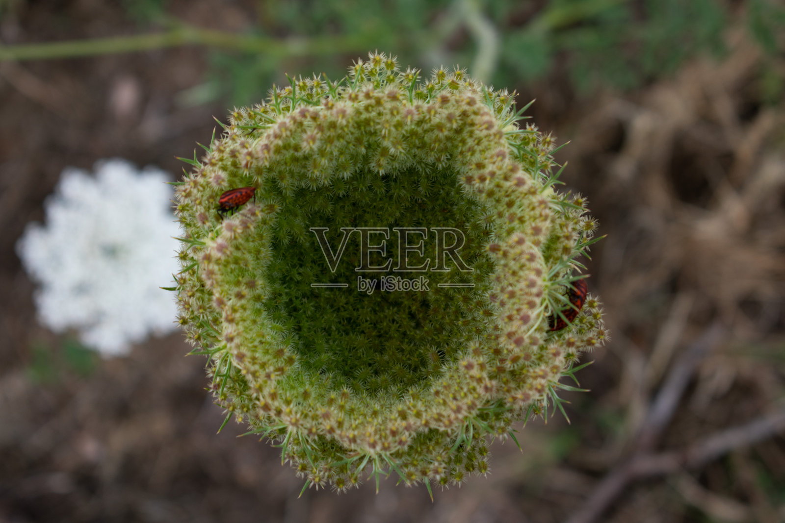 微距照片，几只红色昆虫在一朵绿色的花上。绿色植物上的昆虫。聚焦在植物顶部的昆虫的特写变焦照片。照片摄影图片