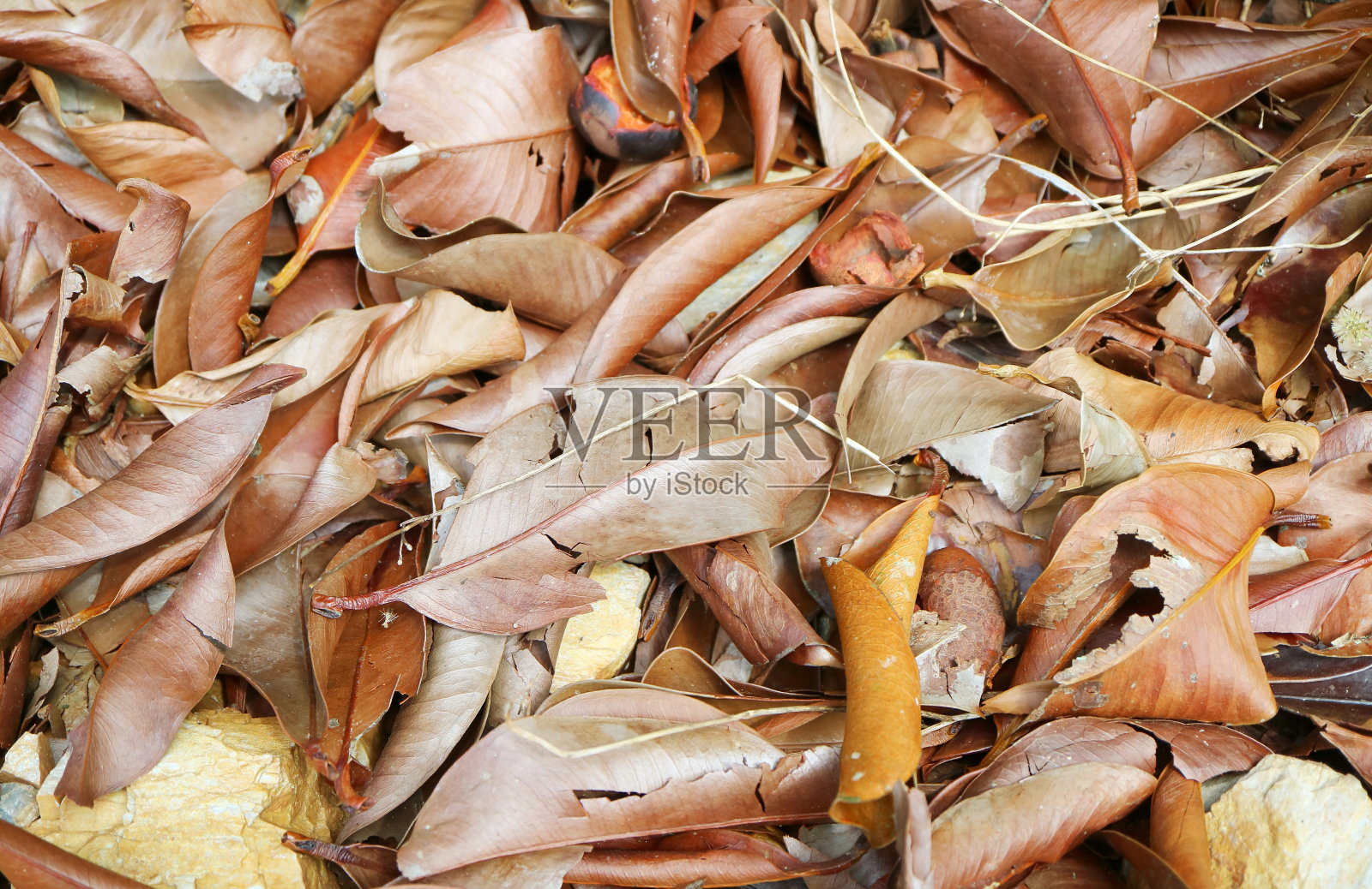 森林中干燥的落叶地毯特写照片摄影图片