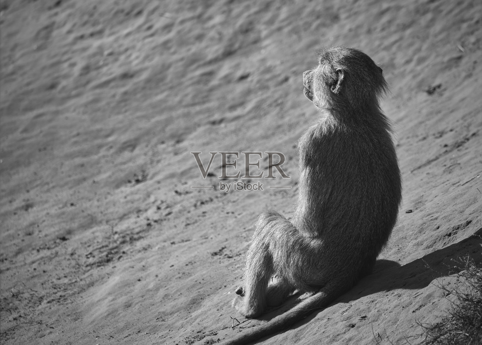 沉思的狒狒照片摄影图片