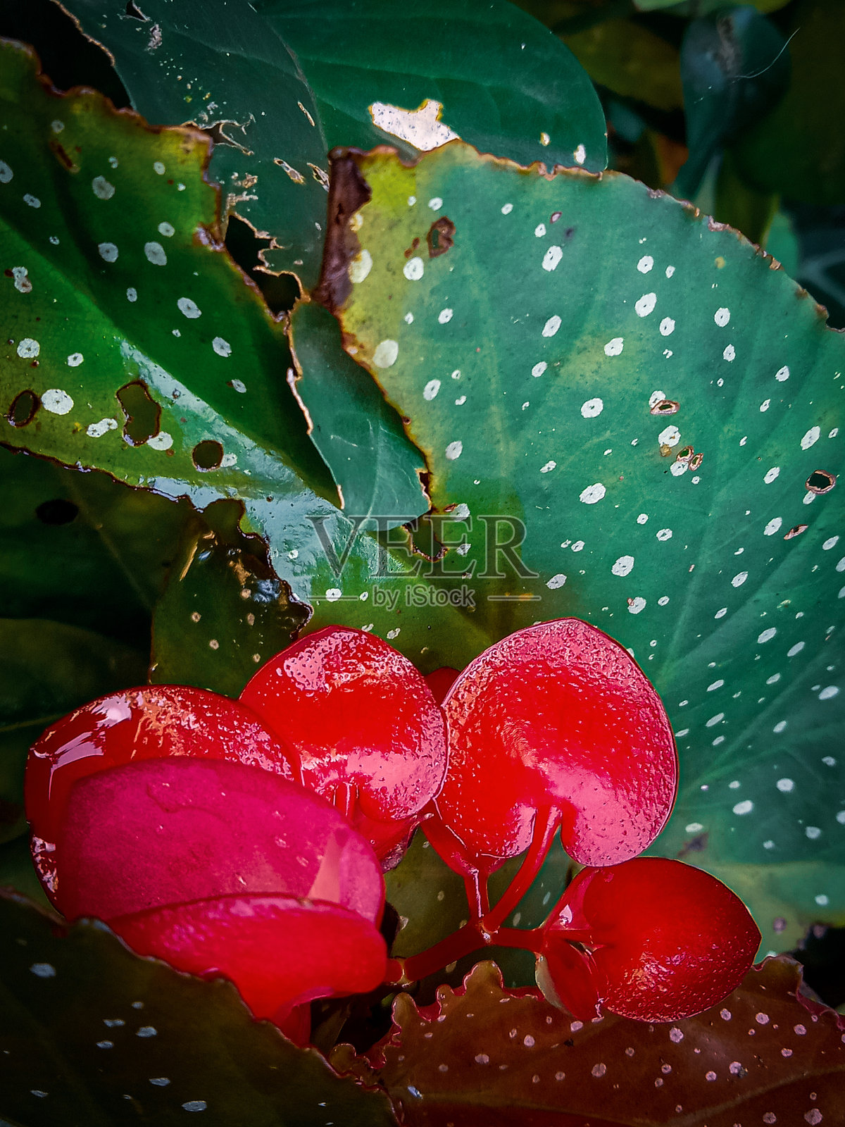 小红花背景照片摄影图片