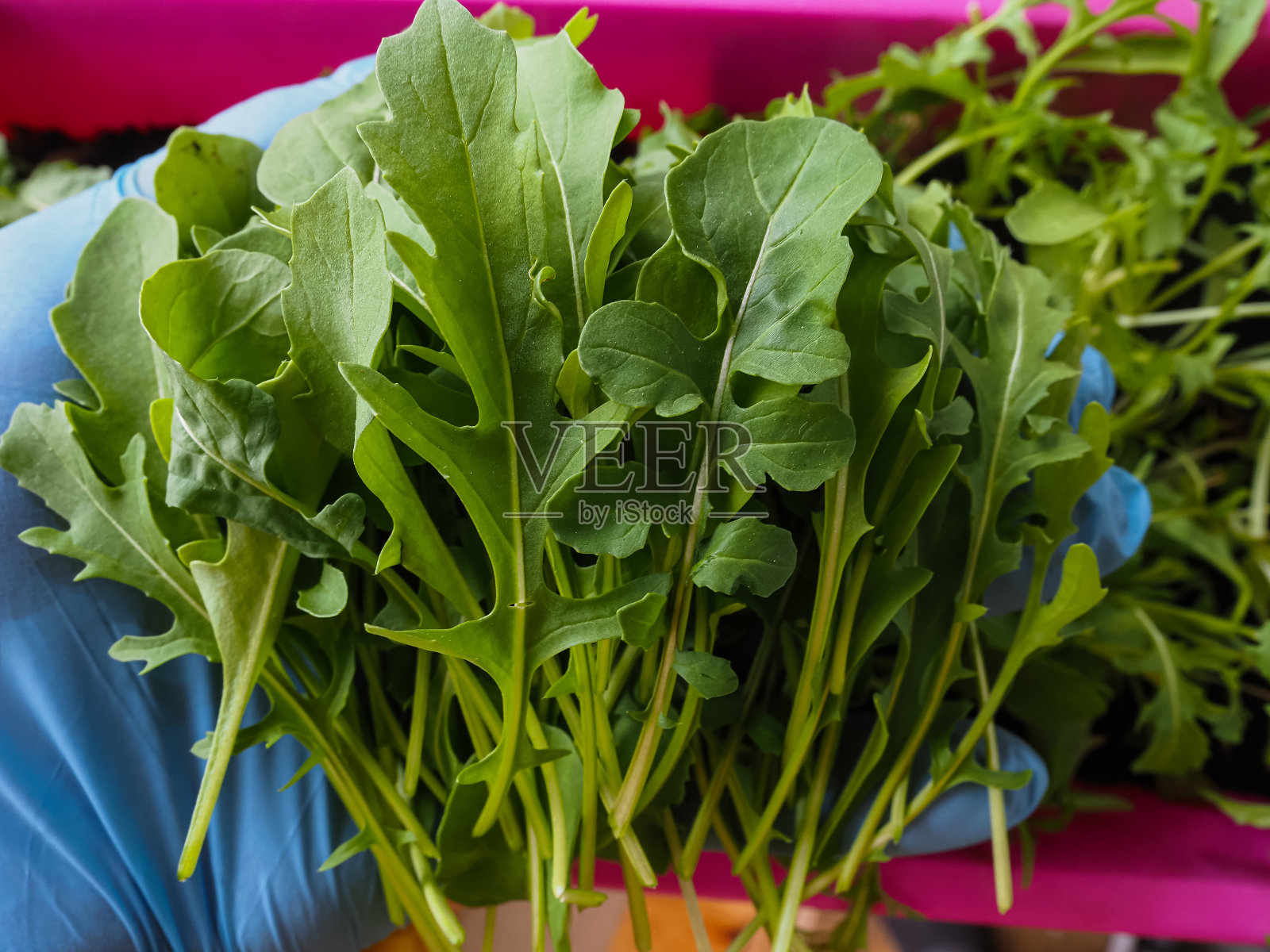 花园里新鲜芝麻菜叶子的特写。有选择性的重点。照片摄影图片