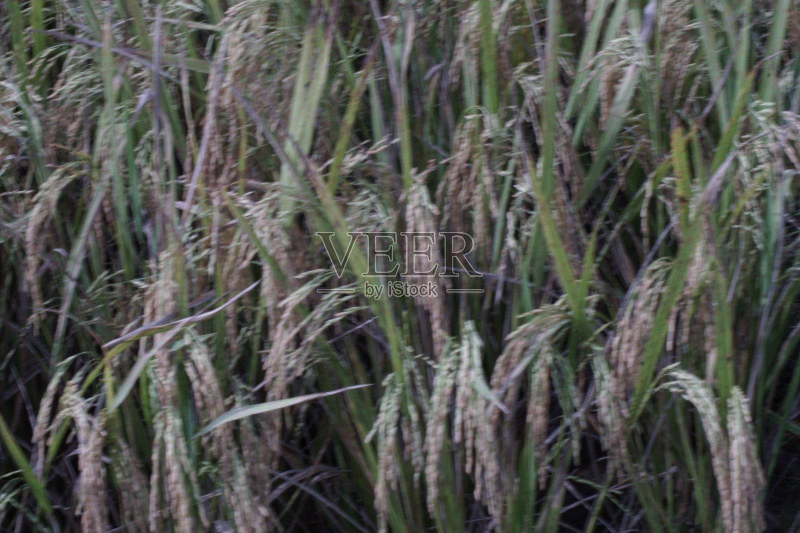 稻田里的稻田照片摄影图片