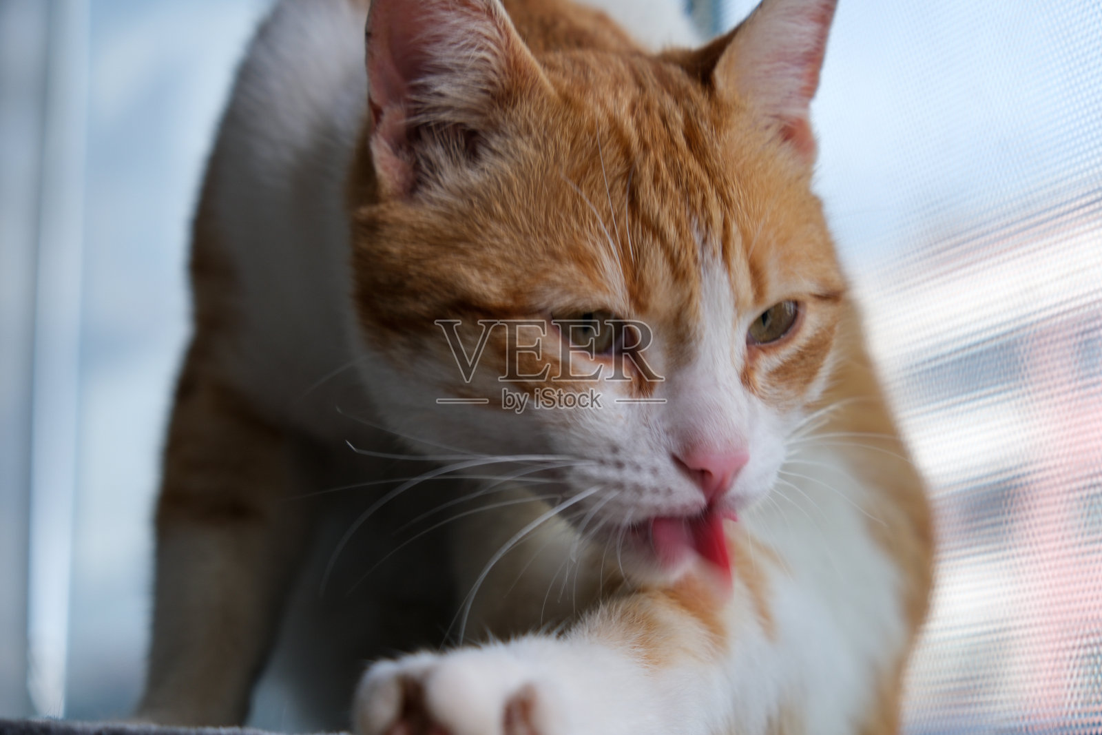 黄色街猫和家猫宠物动物照片摄影图片