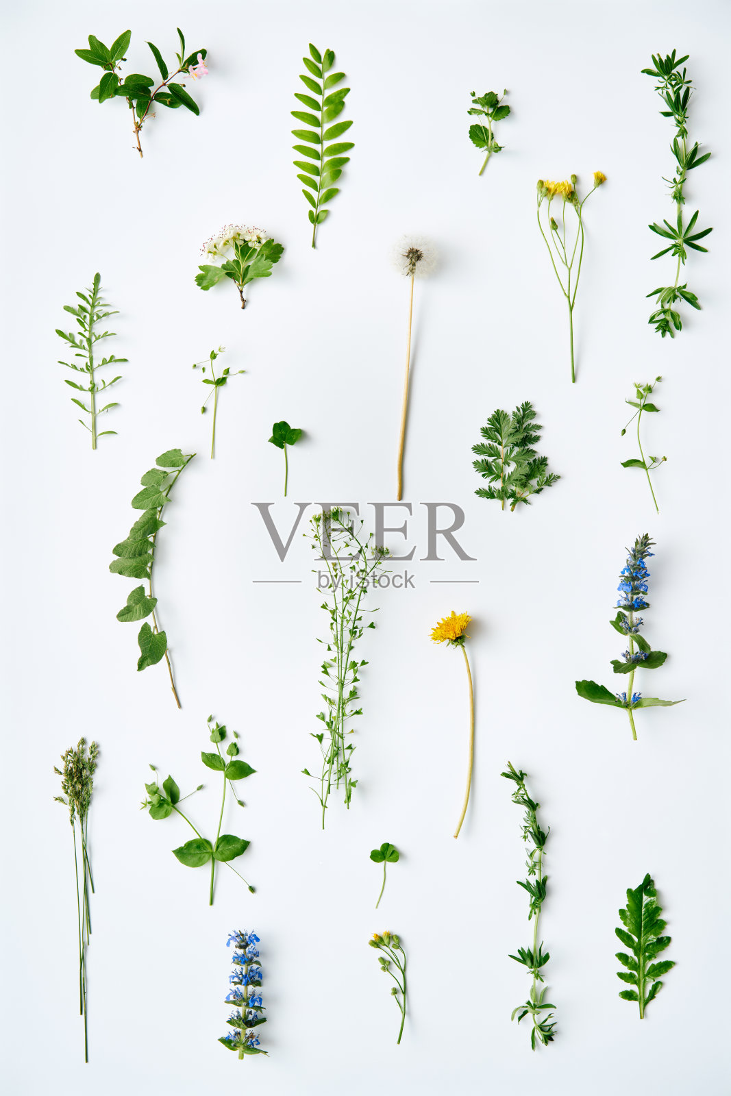 植物的叶子，植物和花在白色的背景。照片摄影图片