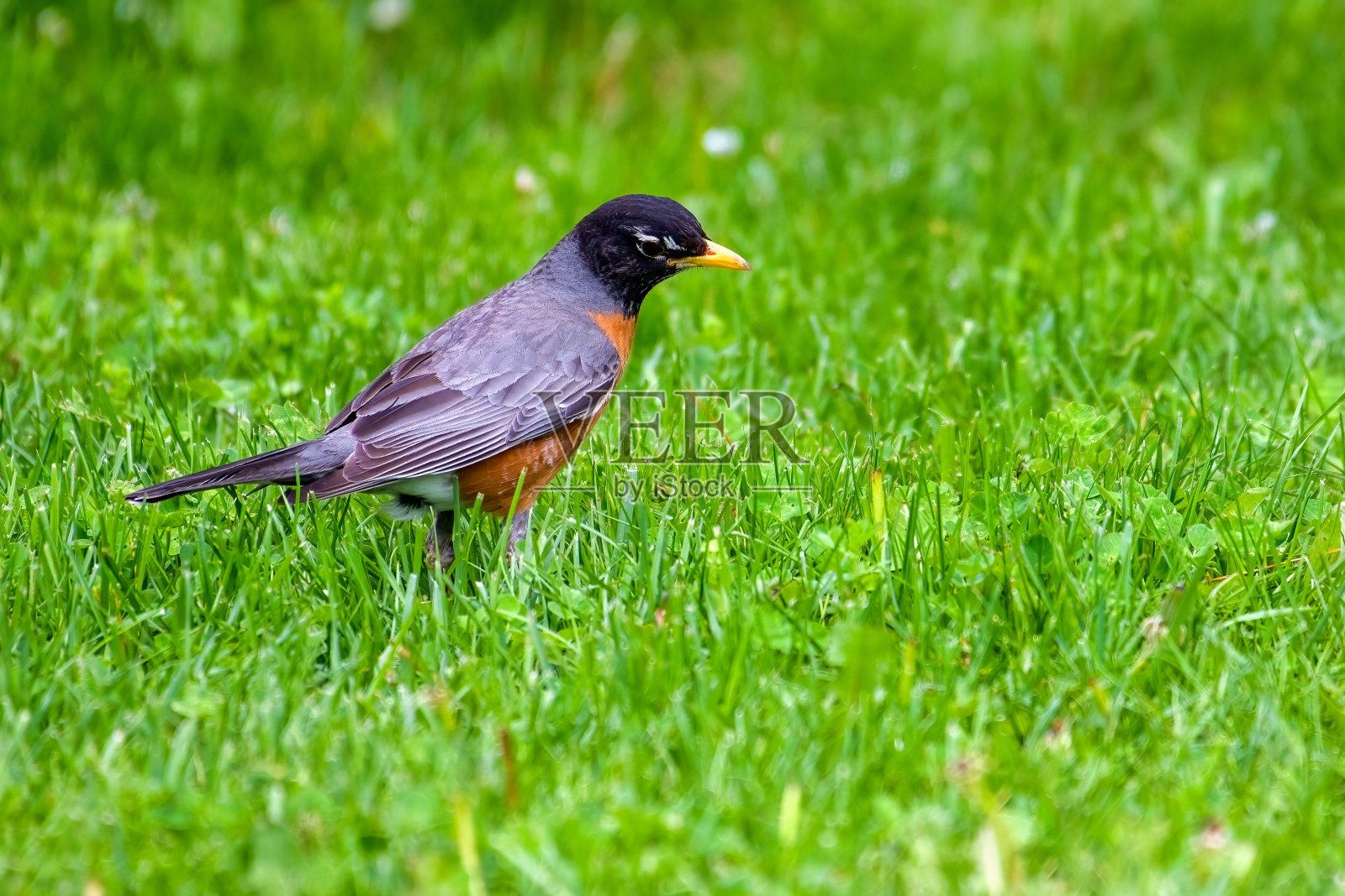 美国罗宾照片摄影图片