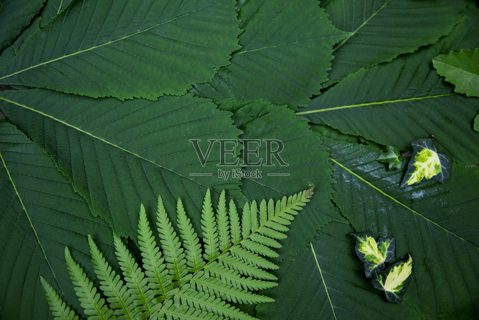 绿叶照片摄影图片