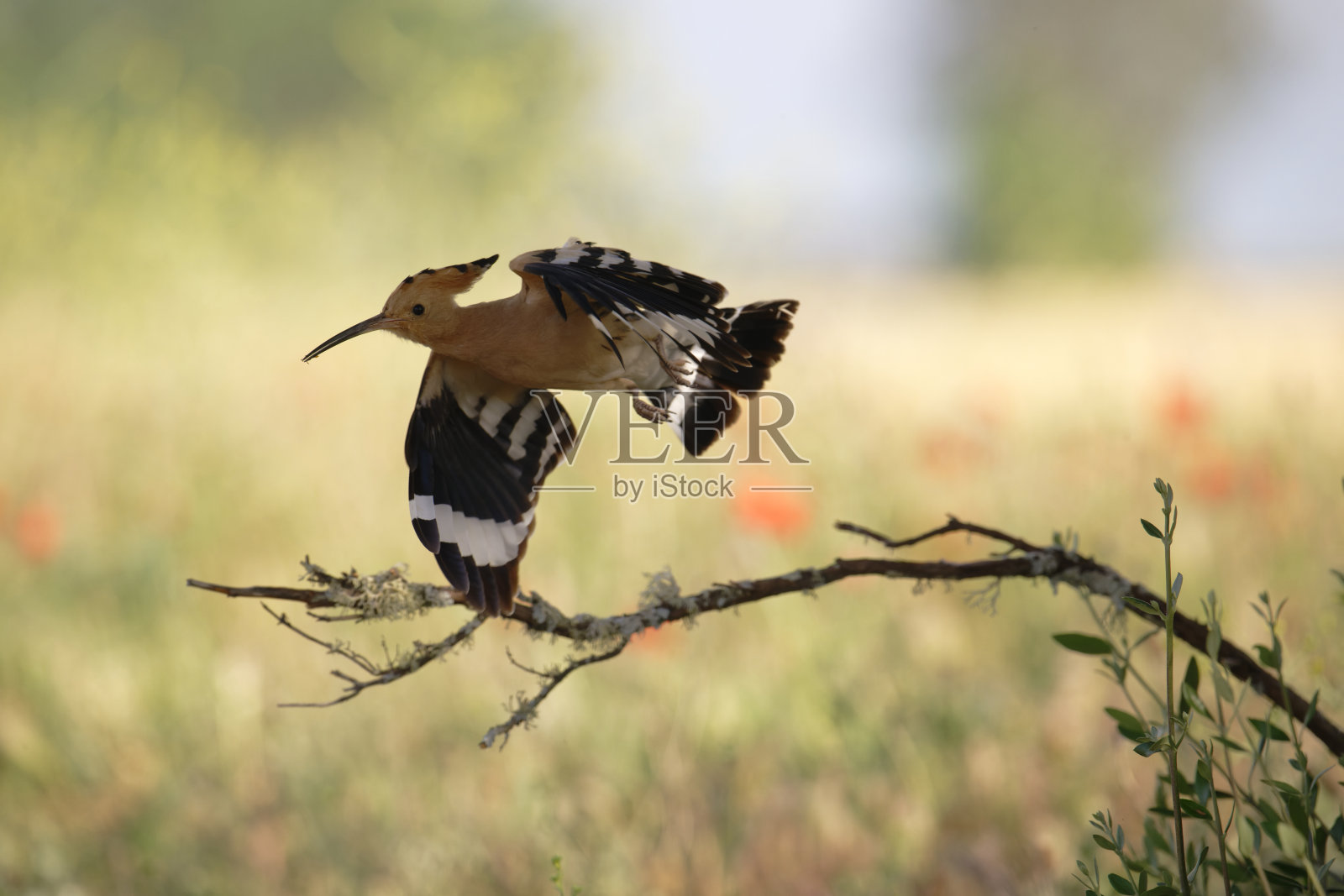 欧亚天麻(Upupa epops)照片摄影图片