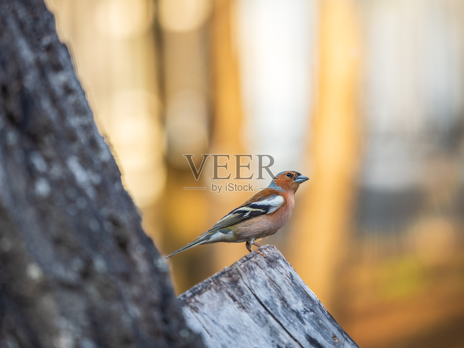普通的苍头燕雀(Fringilla coelebs)坐在树上。野生动物中常见的苍头燕雀。照片摄影图片