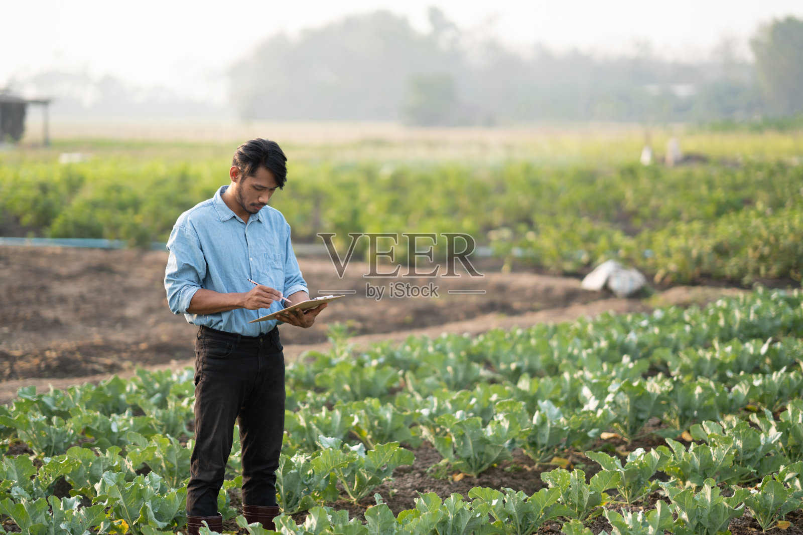 年轻的亚洲农民在他的农场记录数据，试图收集和检查蔬菜。照片摄影图片