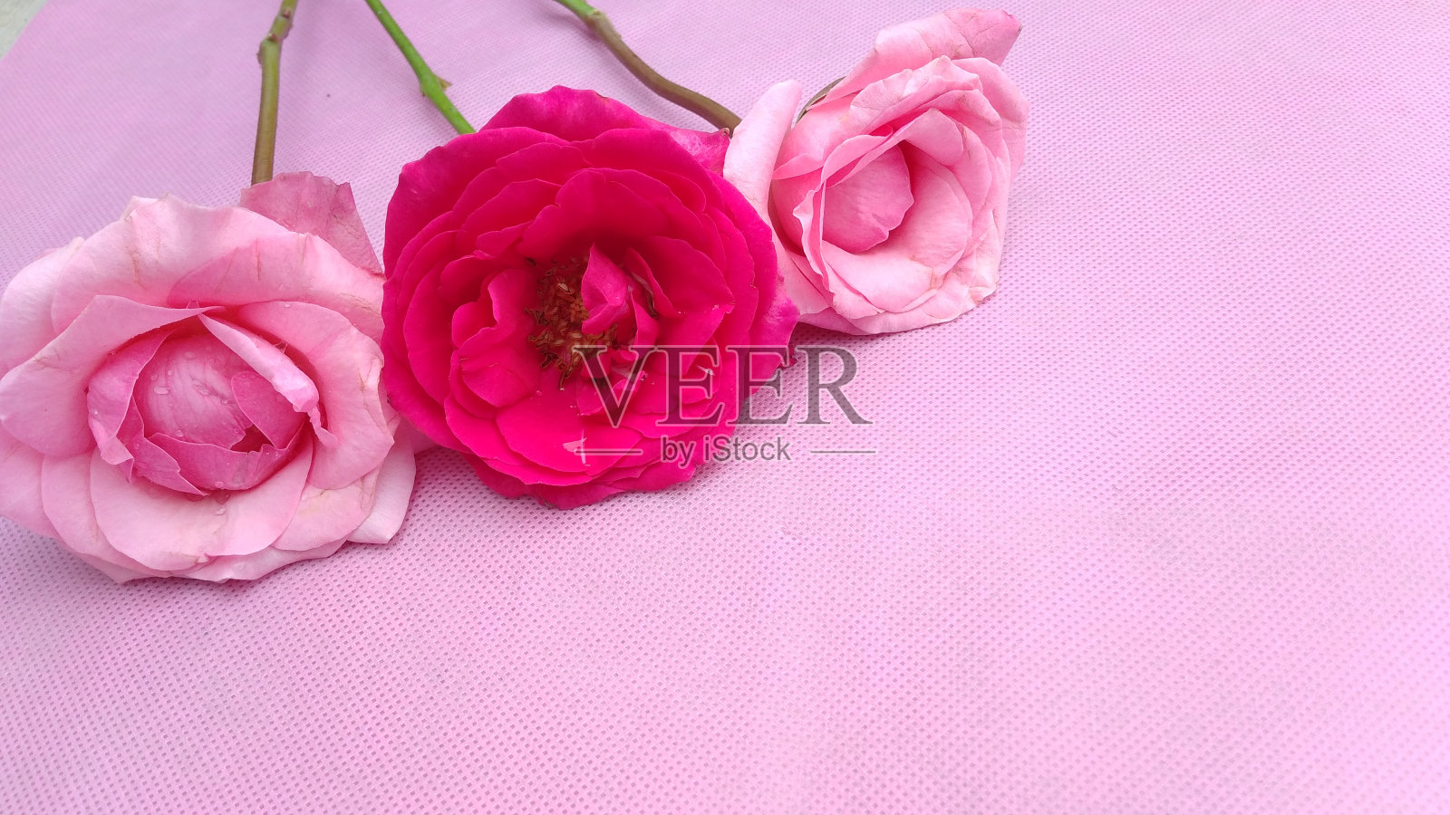 玫瑰花束照片摄影图片