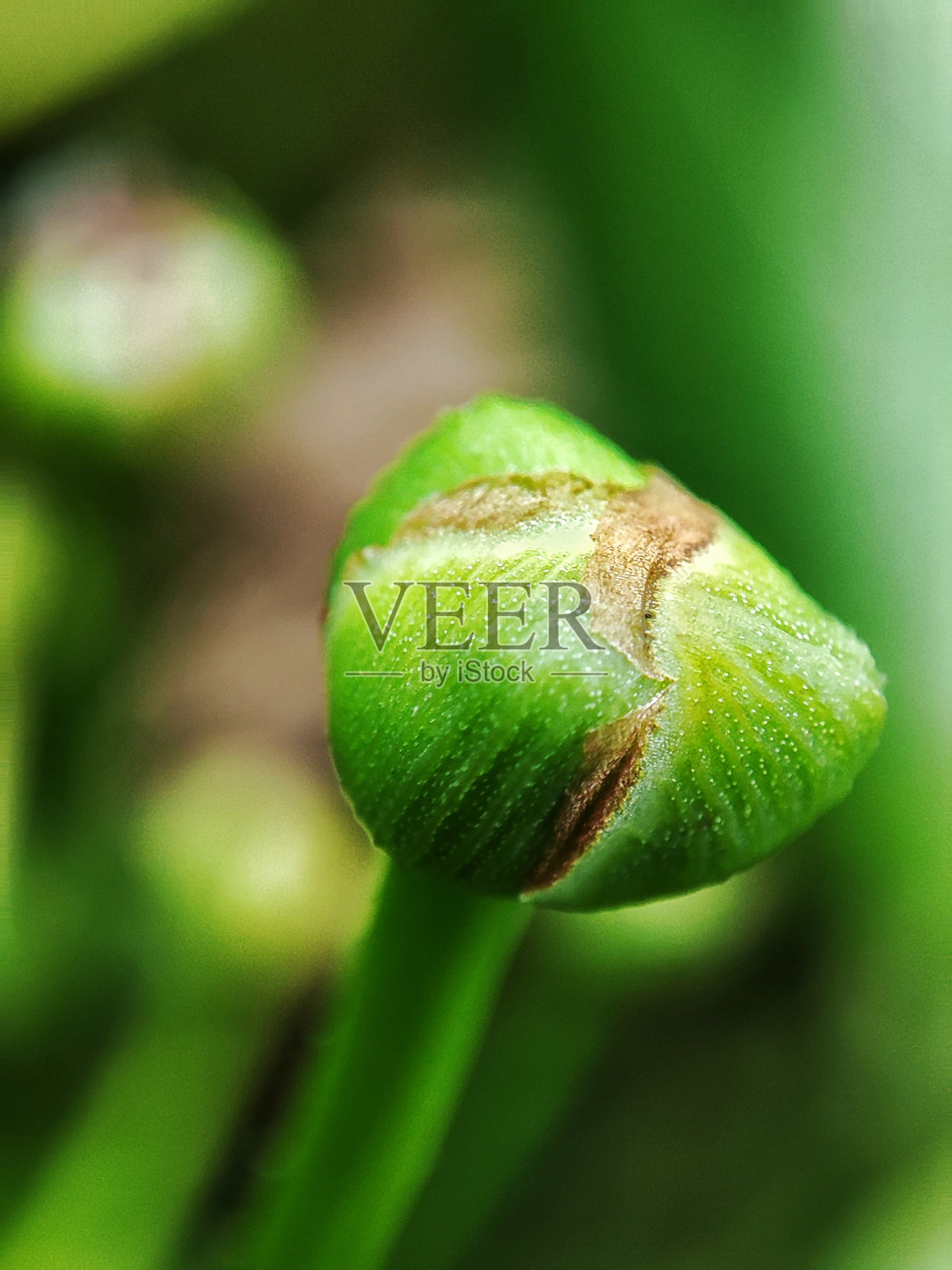 公园里一株美丽的绿色植物的特写照片摄影图片