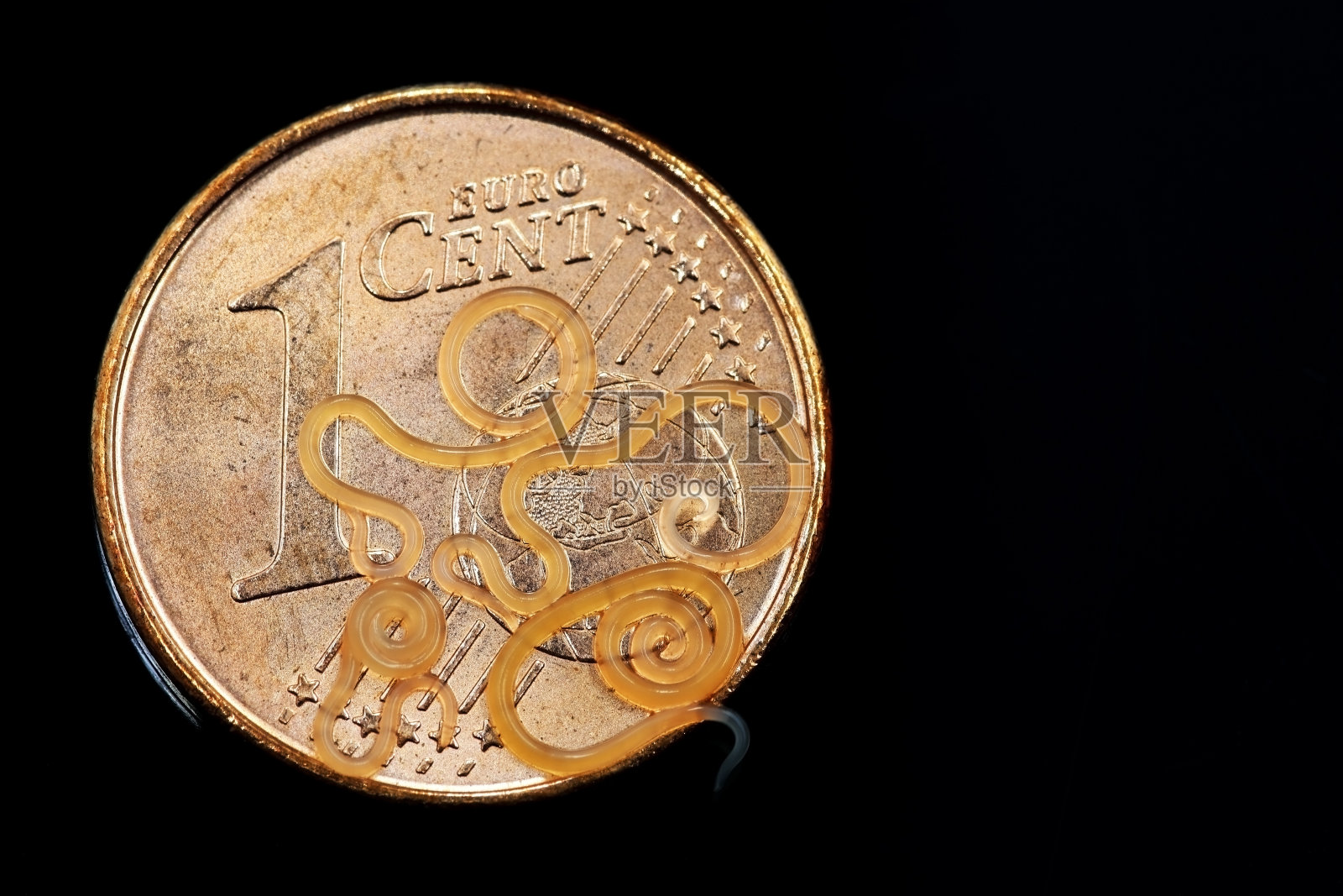 一枚欧分硬币上的异尖鱼寄生虫照片摄影图片