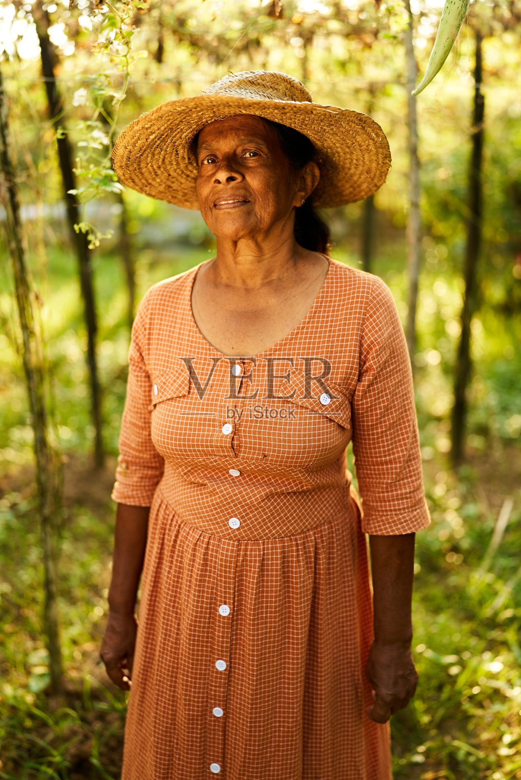 幸福的印度老年女农民站在农场，背景是花园。果园里一位开朗的斯里兰卡老妇人看着镜头微笑。农艺及园艺概念照片摄影图片