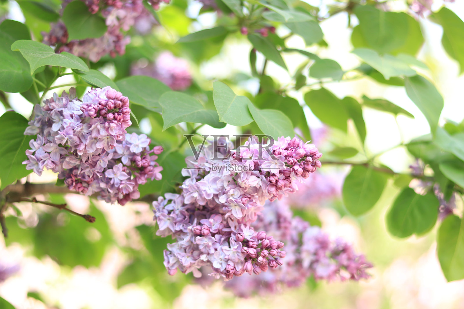 漂亮的重瓣丁香花照片摄影图片