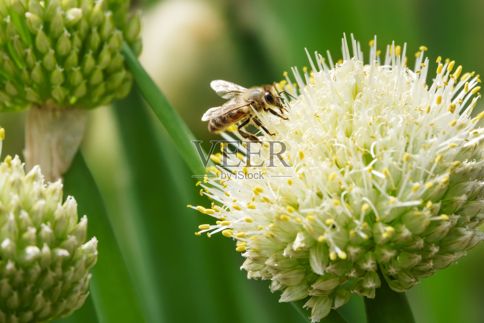 一只蜜蜂在洋葱上照片摄影图片
