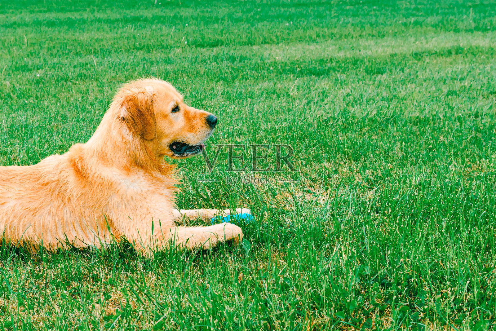 美丽的金毛猎犬躺在绿草地上。夏天的一天。照片摄影图片