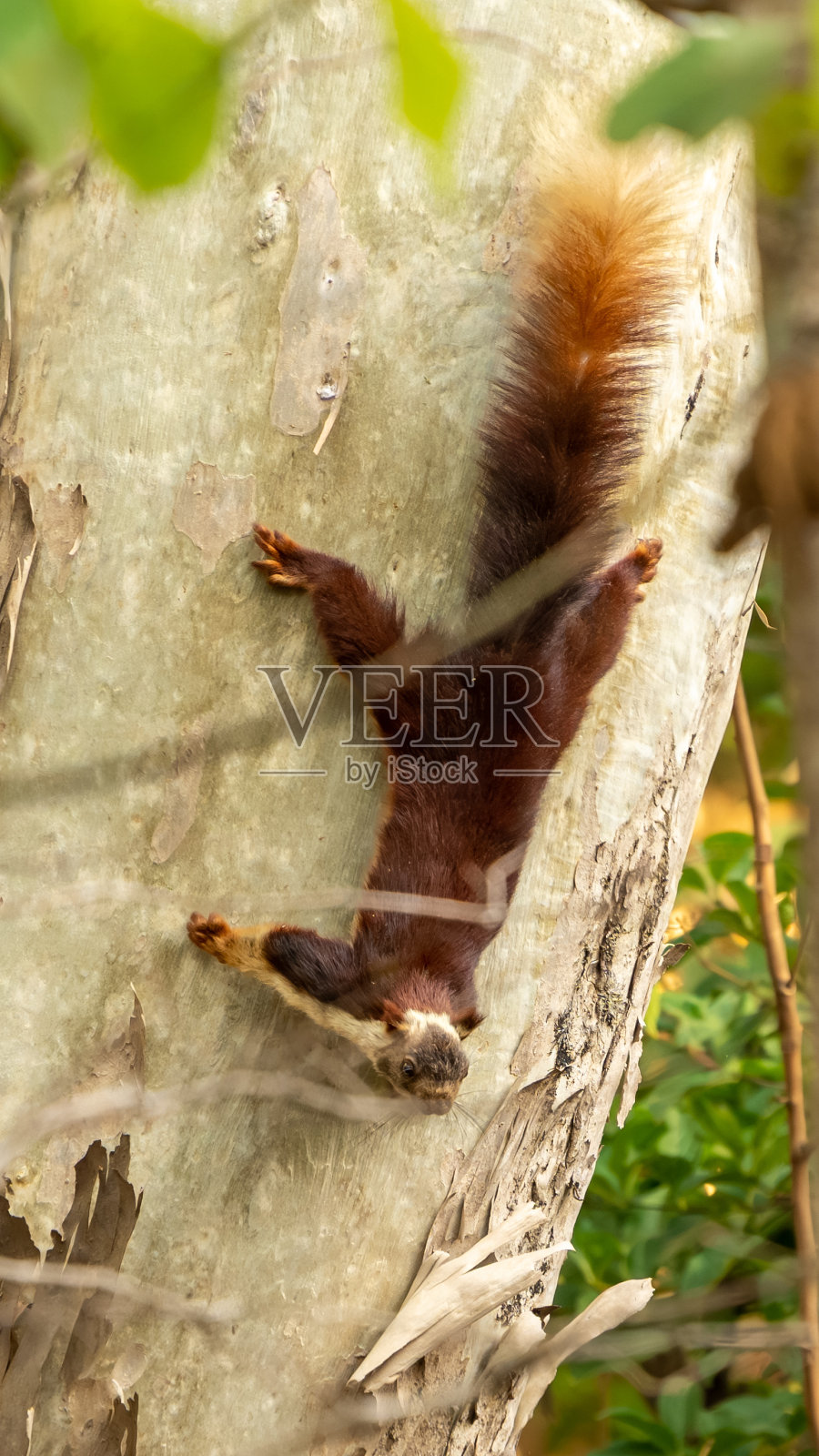 印度大松鼠或马拉巴尔大松鼠(Ratufa indica)照片摄影图片