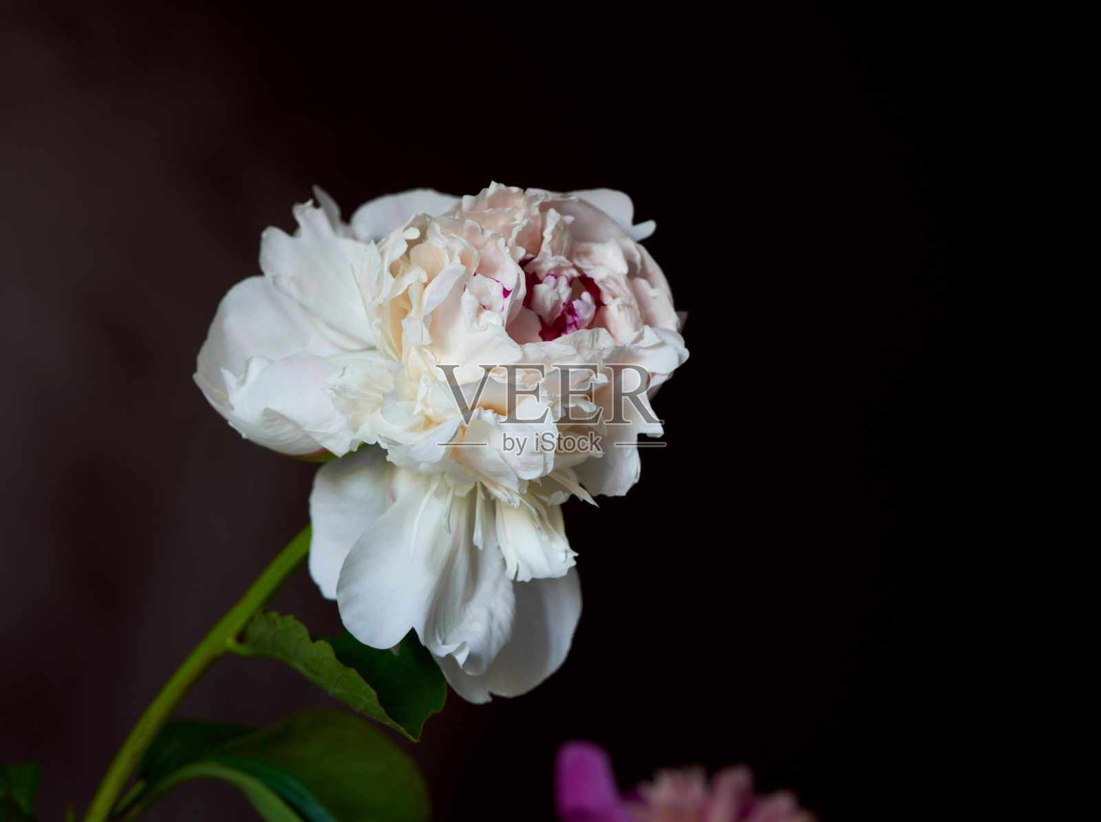 窗台上的牡丹花照片摄影图片