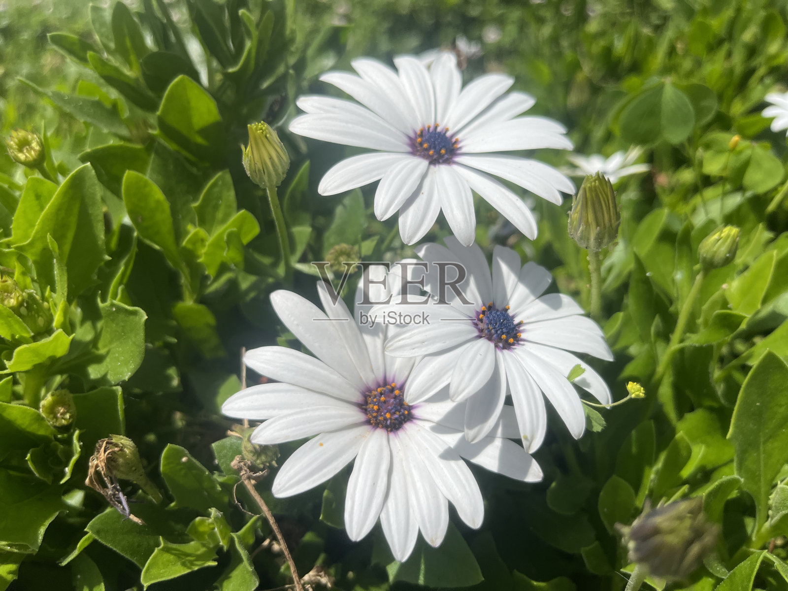 玛格丽特照片摄影图片