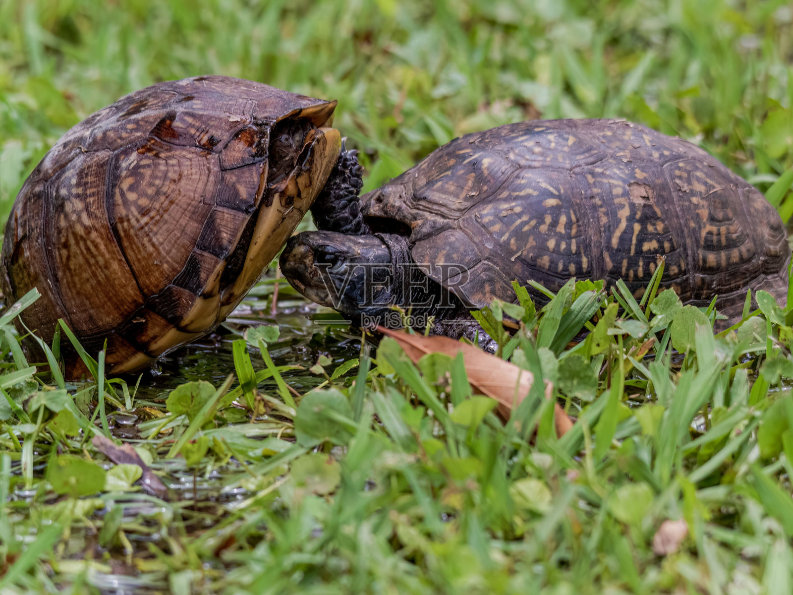 两只乌龟一只乌龟在用它的头摩擦另一只乌龟照片摄影图片