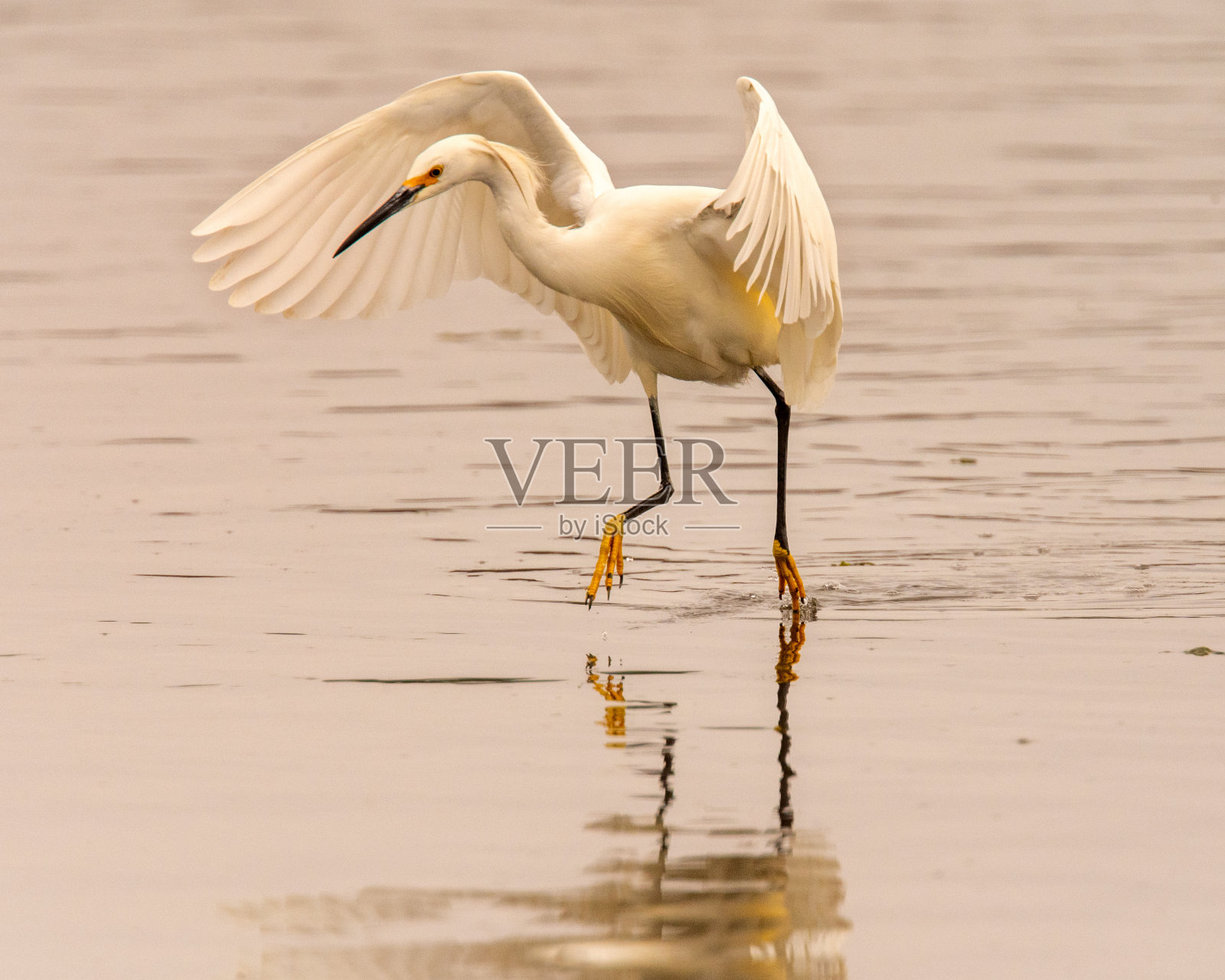 大白鹭照片摄影图片