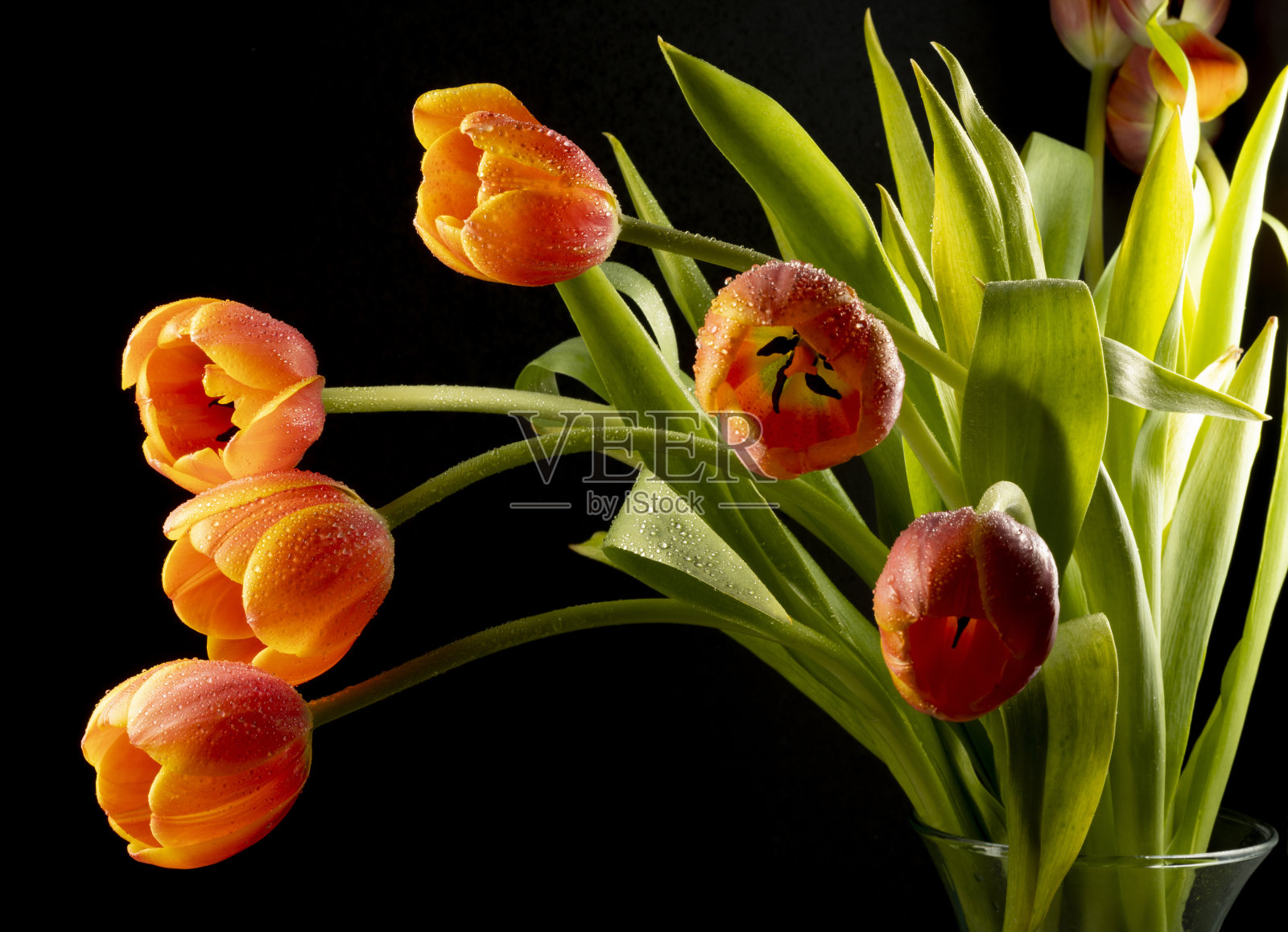 彩色花卉装饰的橙色郁金香在黑色的背景照片摄影图片