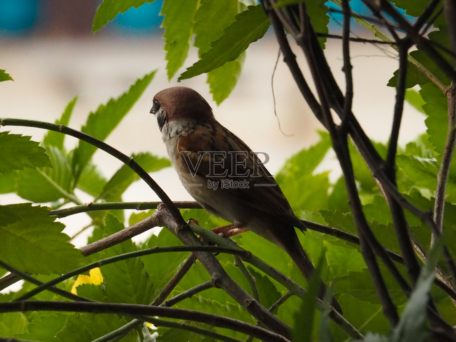一只麻雀躲在灌木丛里。照片摄影图片