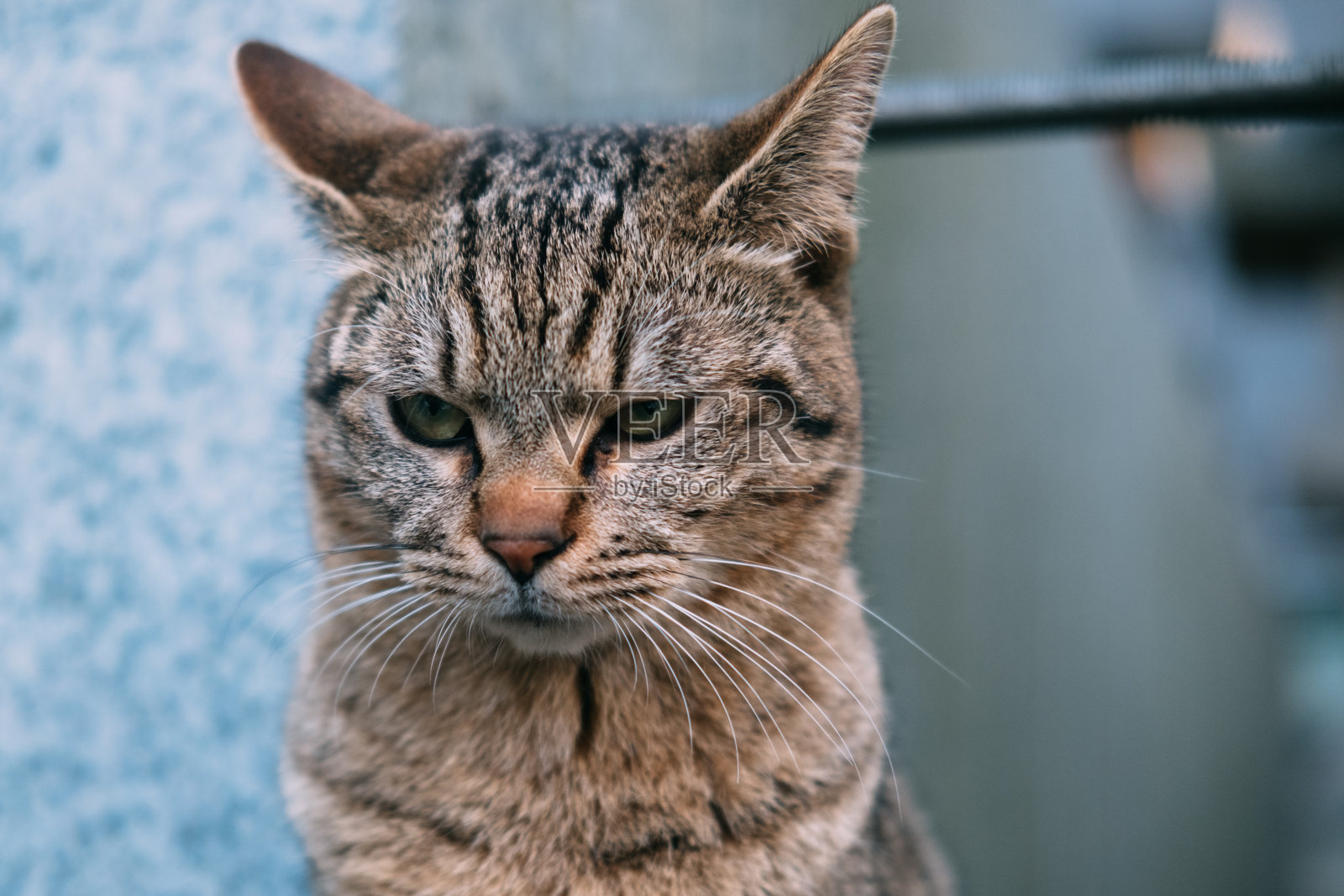 不爽虎斑猫照片摄影图片