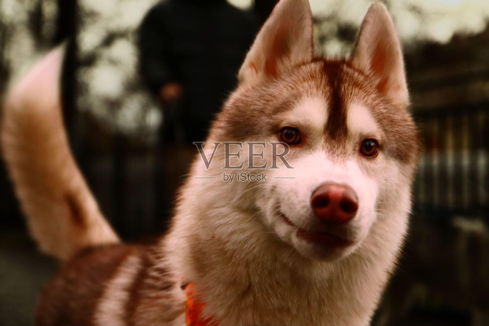 一只戴着橙色项圈的狗站在另一只狗旁边照片摄影图片