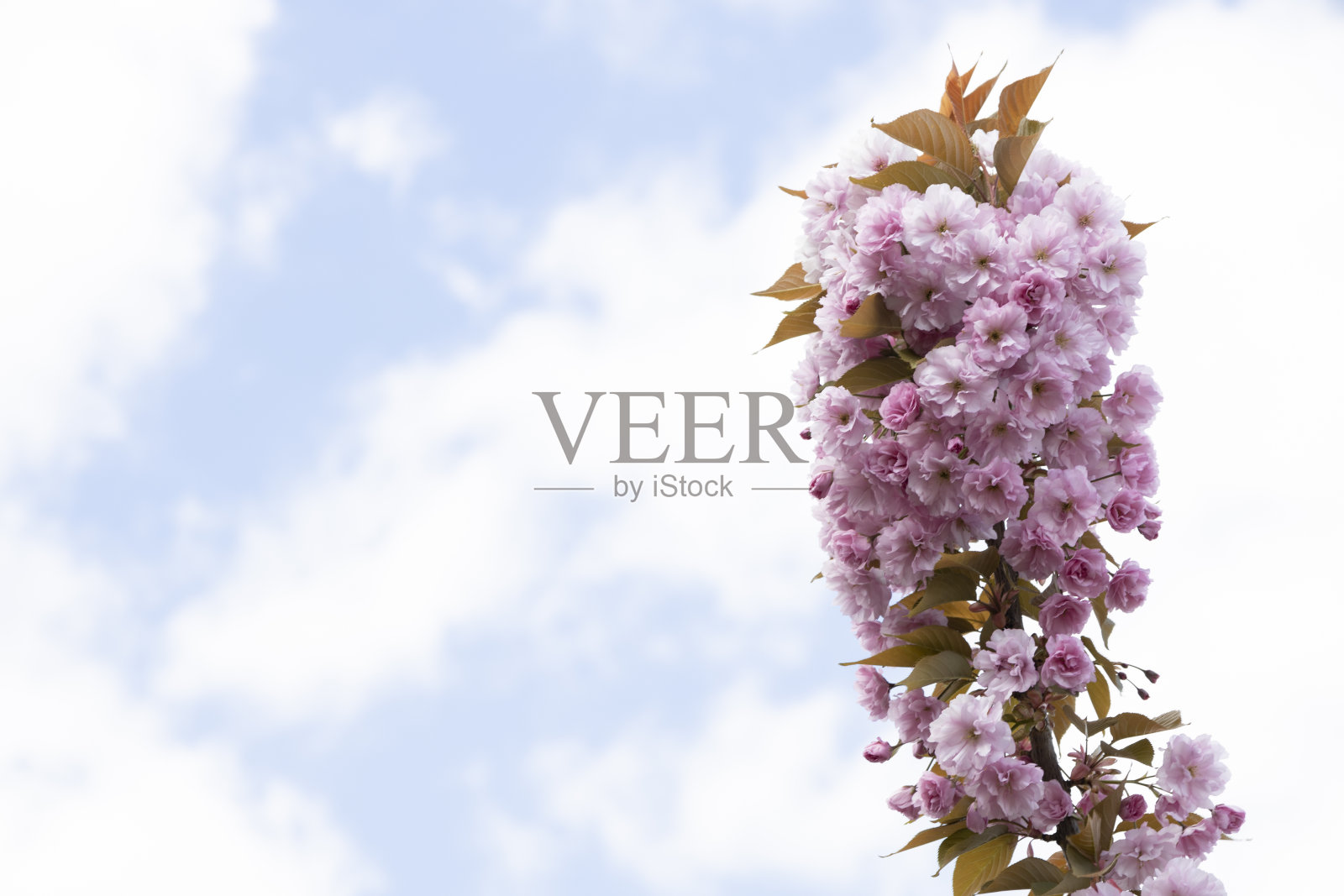 美丽的春天粉红色樱花的背景。树枝上盛开的樱花。照片摄影图片