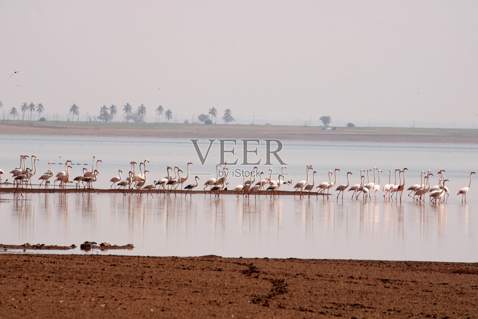 巴加尔科特克里希纳河岸边的火烈鸟。照片摄影图片