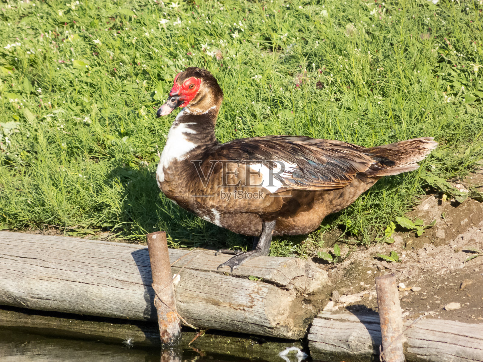 鸭子Cairina Moschata站在圆木上照片摄影图片